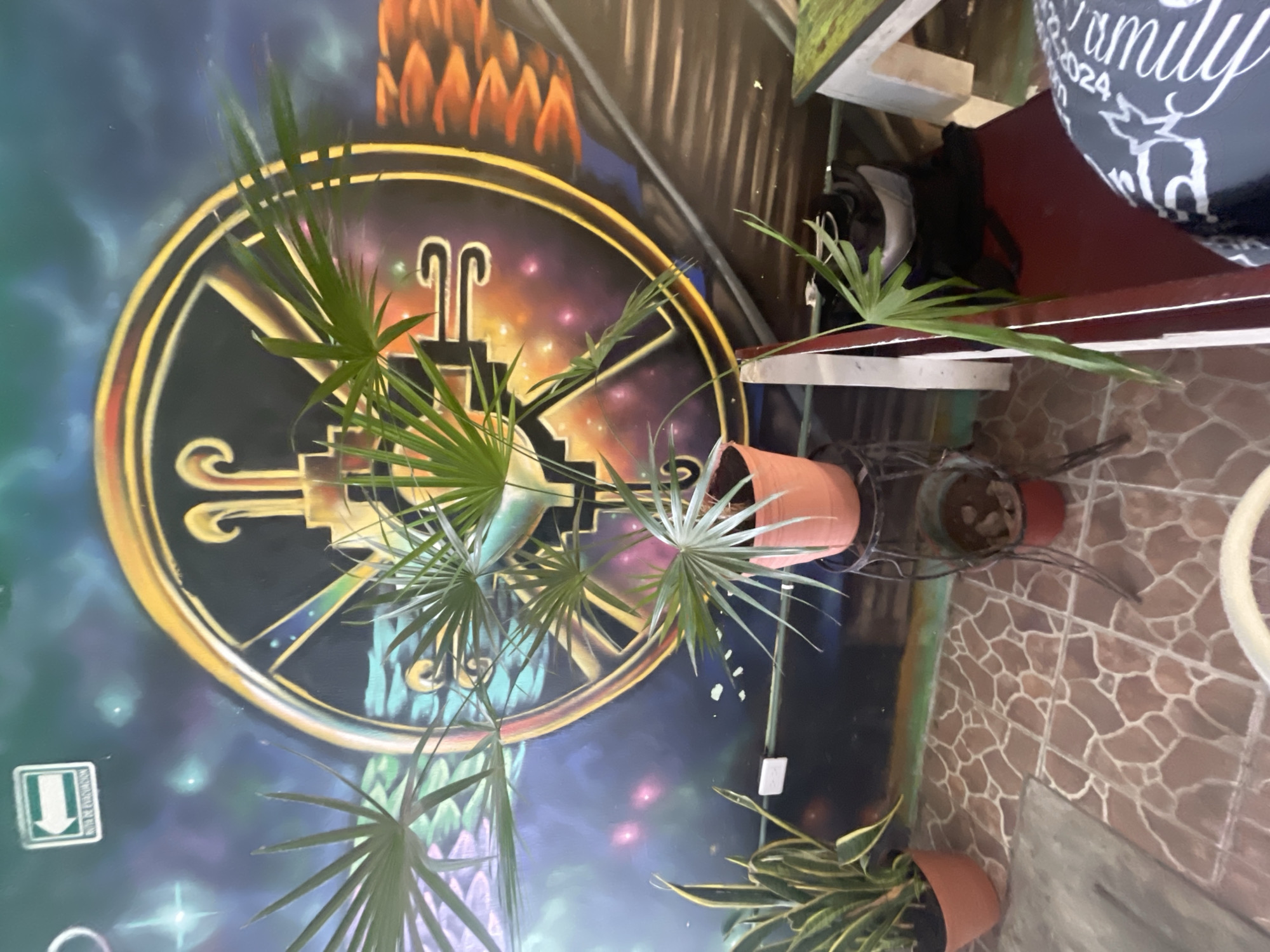 A slightly overexposed indoor shot shows a colorful mural on a wall in Playa del Carmen, Mexico. The mural features a large, circular design with stylized, symmetrical elements and an inner field filled with galaxy-like colors. The mural is prominently displayed on the wall.
Several potted plants are situated in front of the mural, with various types of foliage visible. The pots are in shades of terracotta and brown.
In the upper right corner of the frame, part of a table with a dark red surface is visible. The table has a white support structure. A gray patterned fabric with the word "family" and the year "2024" written on it is seen on the table.
The floor is covered with ceramic tiles in various shades of brown and tan, arranged in an irregular pattern. The overall composition is somewhat cluttered and offers a partial view of the indoor space.