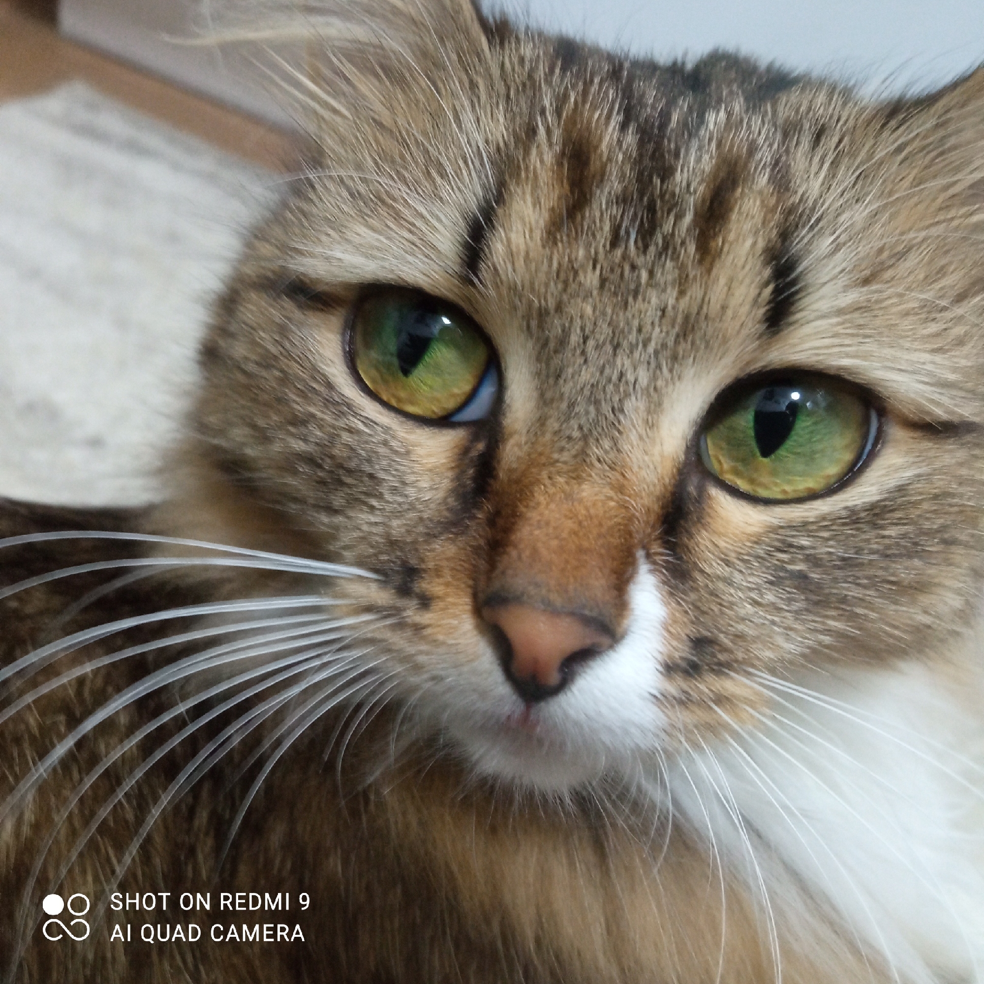 A close-up shot of a cat's face fills the frame. The cat has green and golden eyes. Its fur is primarily brown and beige with darker tabby stripes on its forehead. The cat has a pink nose with white fur around its muzzle and under its chin. Long, white whiskers extend from its face. The background is blurred and beige. A watermark in the lower left corner reads "SHOT ON REDMI 9 AI QUAD CAMERA." There is no indication of this image being taken in Chaikovsky, Russia.