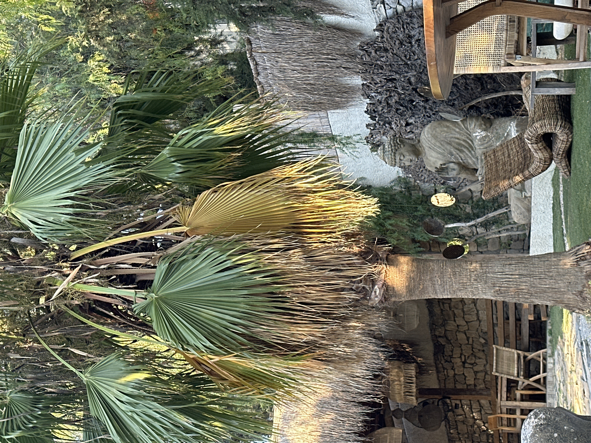 This is a photograph of an outdoor seating area in Urla, Turkey, likely a cafe or restaurant. In the foreground, a large palm tree with lush green fronds dominates the left side of the frame. Its trunk is textured and weathered. To the right of the palm tree, a weathered stone statue of the Buddha is prominently displayed, seated with one hand raised. In front of the Buddha statue is a distinctive curved wicker lounge chair. Further to the right, a round wooden table with a woven chair is visible, suggesting a dining or seating arrangement.
In the background, a white stucco wall is partially covered by a thatched roof structure with hanging woven light fixtures. Behind this, a stone wall is visible. The scene is illuminated by the warm light of what appears to be either sunrise or sunset, casting long shadows and highlighting the textures of the natural elements. The overall atmosphere suggests a serene and tranquil outdoor space, possibly a part of a garden or a thoughtfully designed courtyard.