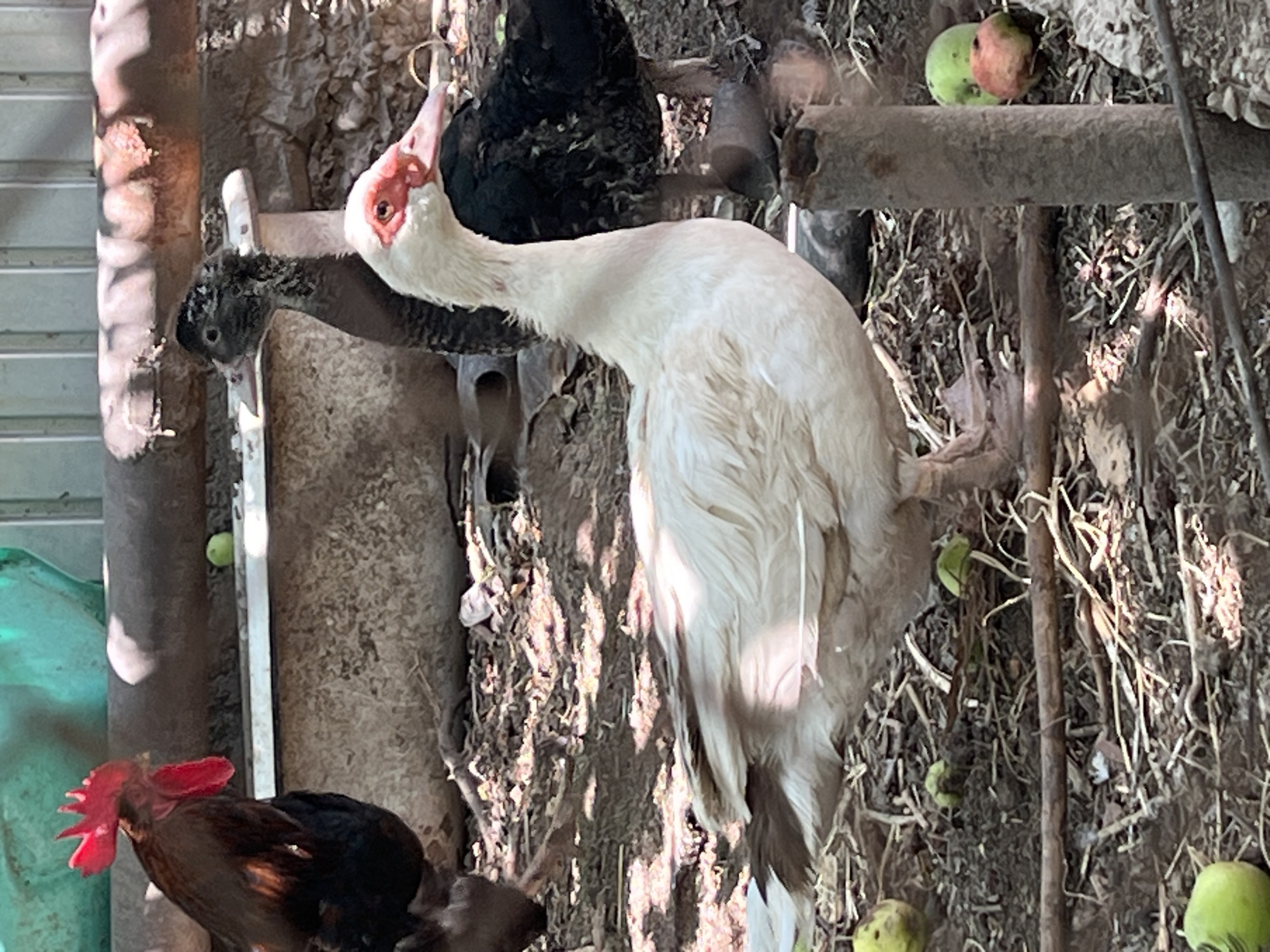 The image shows a domestic scene with farm animals. A white duck with red facial features and a black duck with a textured neck are the main subjects in the foreground. To the left, a rooster with a brown body and red comb is visible. The animals are on a dirt ground covered with straw and fallen leaves. Several small green fruits and one reddish fruit are scattered on the ground. In the background, there is a rough concrete structure and a corrugated metal fence. The lighting suggests an outdoor setting, possibly a farmyard. The image does not contain any specific visual cues to determine its exact location within the city of Shymkent, Kazakhstan.