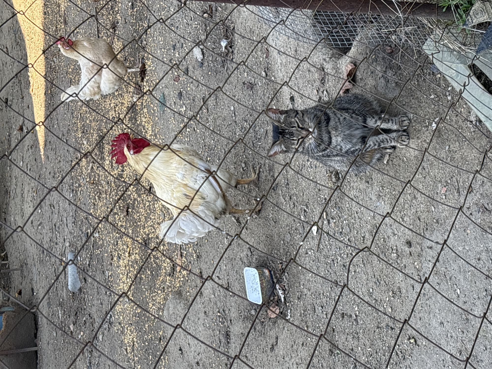 A tabby cat sits in the foreground of an outdoor enclosure, looking directly at the camera with its eyes partially closed. Behind the cat, a white rooster stands facing left, its red comb prominent. To the right and slightly behind the rooster, a white hen is also visible. The ground is covered in gravel and dirt, with scattered chicken feed. A wire fence runs across the image, obscuring parts of the scene. In the background, there are faint structures that suggest an outdoor rural or semi-rural setting, consistent with the location of Arkhipovskoye, Russia.
