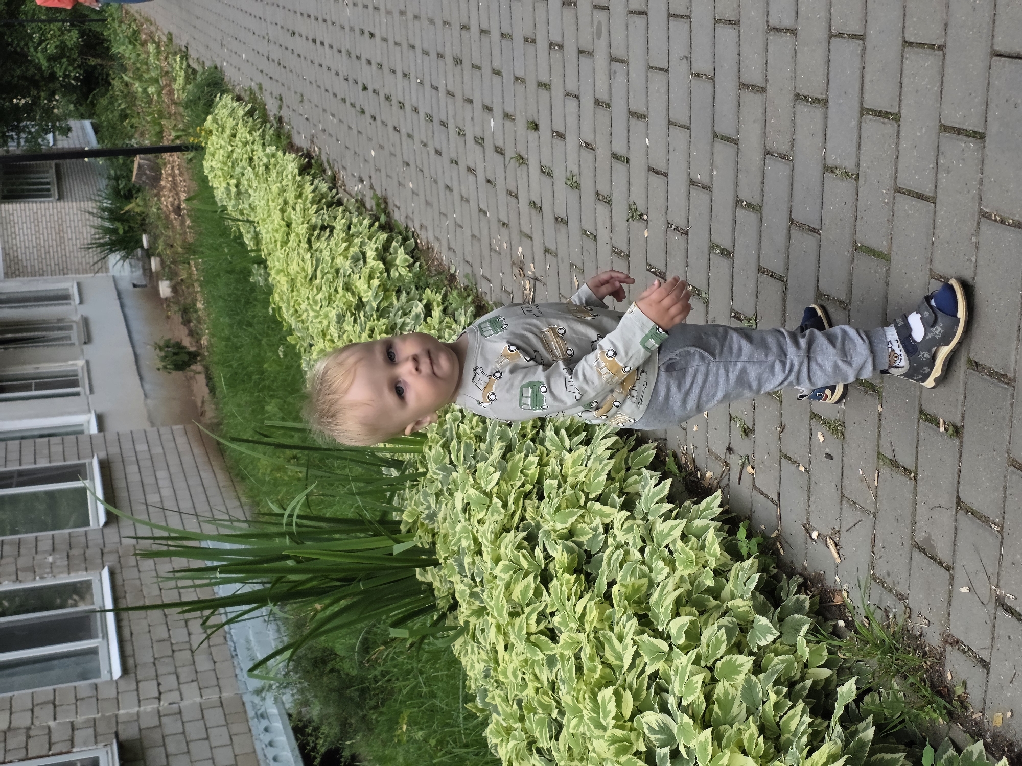 A young child with blonde hair and blue eyes stands on a paved walkway next to a bed of variegated green and yellow leafy plants. The child is wearing a light gray long-sleeved shirt with a pattern of green and white cars and gray pants. They have on dark blue and gray sandals with white socks. The walkway is made of rectangular gray pavers laid in a herringbone pattern. To the left of the plants is a patch of green grass, and beyond that is the side of a light brick building with several windows. The image is shot from a slightly high angle, with the child facing the camera. The lighting suggests it is daytime, and the lush greenery indicates a warm season. The child's expression appears curious or playful, with their hands slightly raised. The background shows a continuation of the paved walkway and more greenery. There is no visible text in the image. The setting appears to be a residential area or public space in Chaikovsky, Russia, with typical landscaping and building architecture.