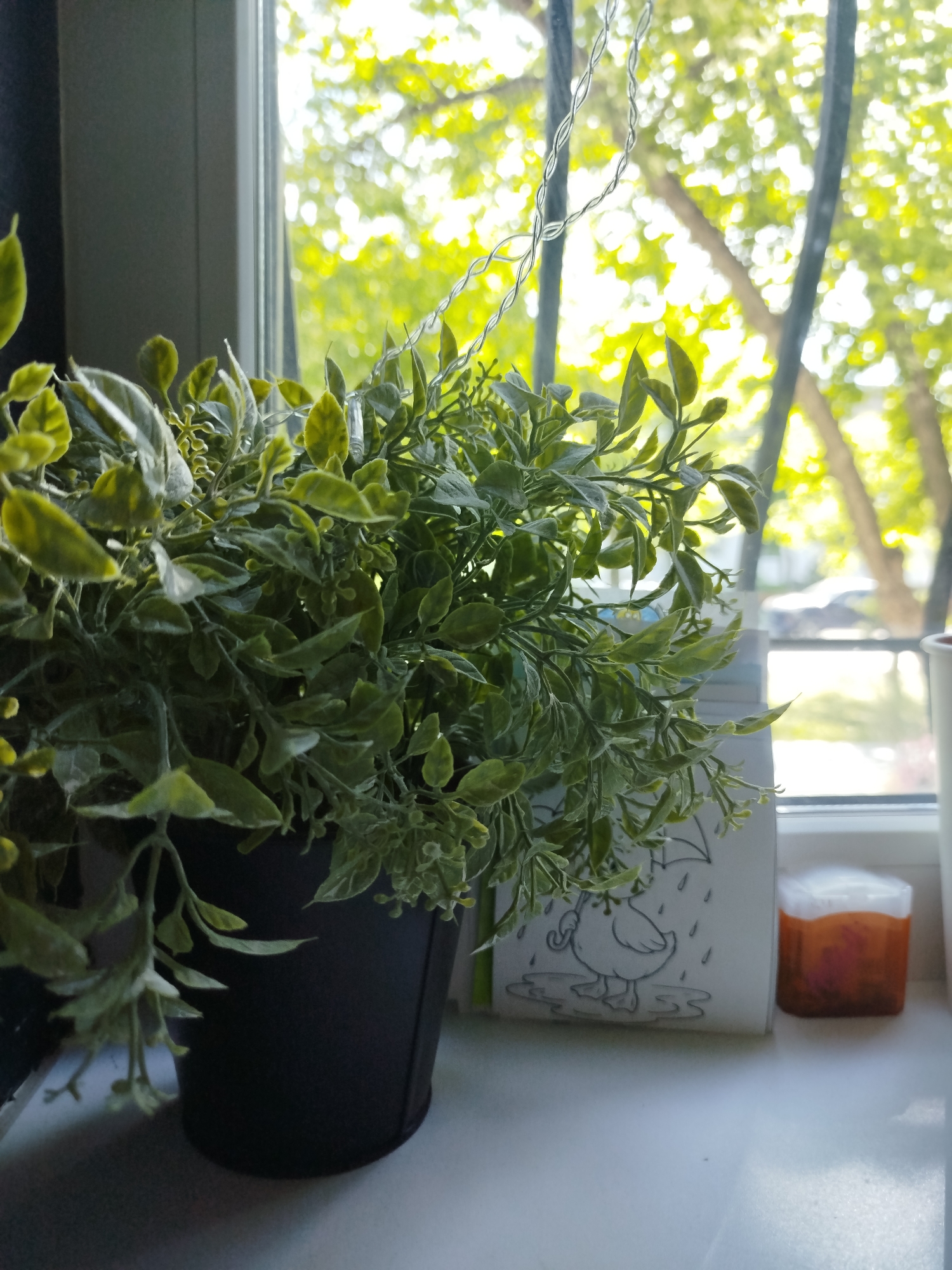 A potted plant sits on a white windowsill in front of a window. A card with a cartoon duck in the rain and a small orange container are to the right of the plant. Outside the window, trees with green leaves are visible. The location is Unknown, Unknown.
