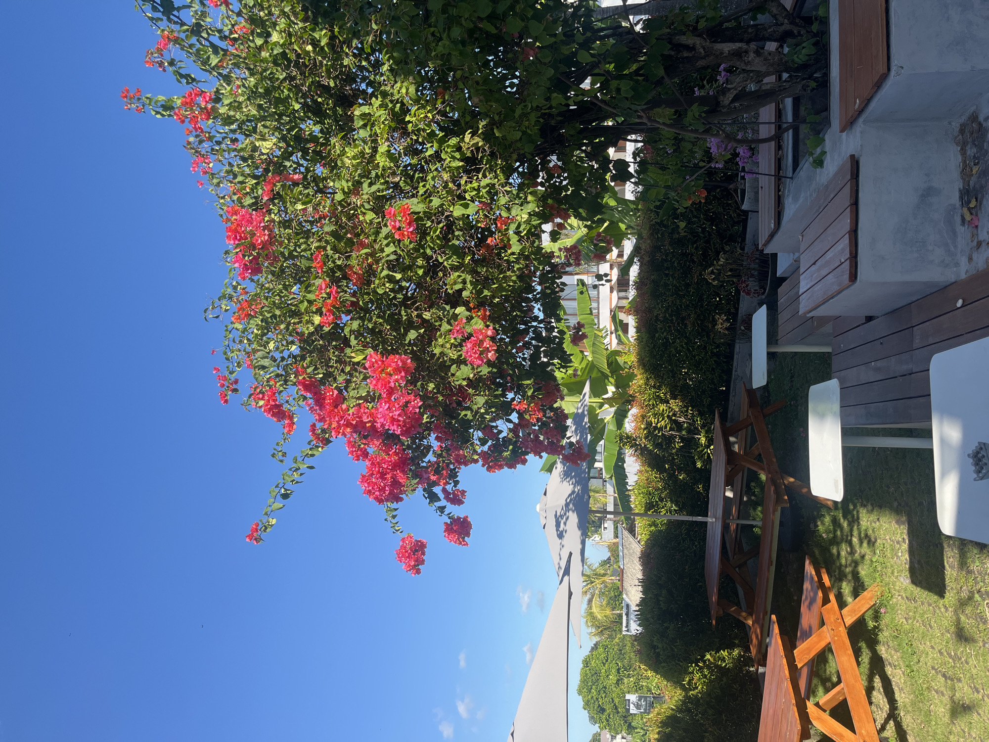 A sunlit outdoor scene in North Kuta, Indonesia shows a garden patio. Dominating the left side of the frame is a tree covered in vibrant red bougainvillea flowers, partially obscuring the clear blue sky. The patio area features wooden picnic tables and white chairs arranged on a grassy lawn, bordered by manicured green shrubbery and concrete walls. A grey umbrella stands partially visible, suggesting shade for patrons. In the background, rooftops of nearby buildings are discernible, indicating an urban setting. No people are visible in the frame.