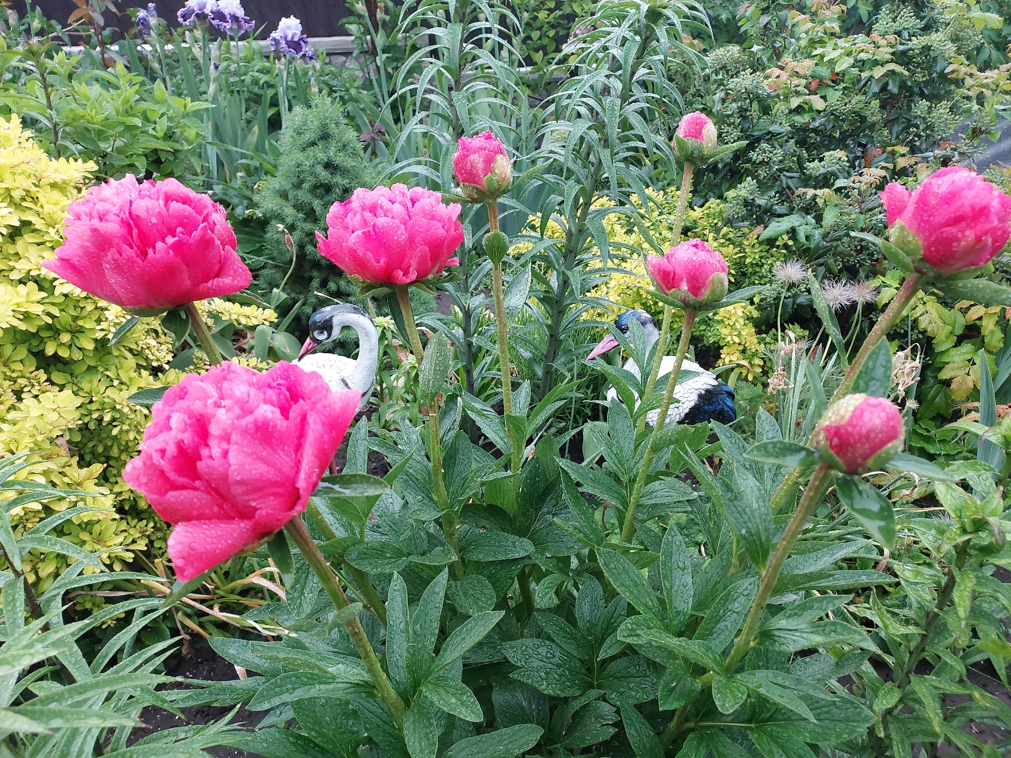 This close-up image portrays a vibrant garden scene in Mshanets, Ukraine, rich with flourishing plant life and decorative elements. The foreground is dominated by several striking hot pink peonies, depicted in various stages of bloom from fully open flowers to tightly closed buds. Each peony, as well as its lush green foliage, is covered with numerous small water droplets, suggesting either recent rain or a heavy morning dew.
The main peony blooms are a vivid fuchsia, with their densely packed petals creating a ruffled texture. Surrounding these magnificent flowers is a diverse array of green and yellow-green shrubbery, including bright yellow-green bushes that provide a contrasting backdrop. Taller, slender-leaved green plants rise in the mid-ground, further contributing to the garden's layered appearance. In the background, hints of purple irises can be seen, adding another splash of color to the verdant setting.
Adding a playful touch, two bird-shaped garden ornaments are nestled among the plants. One, resembling a white swan or goose with a black beak and eye, is visible on the left side. Another ornament, appearing to be a stork with a blue-black body and a reddish beak, is partially obscured on the right. The overall atmosphere conveyed is one of freshness, natural beauty, and a well-tended garden. There is no visible text in the image.