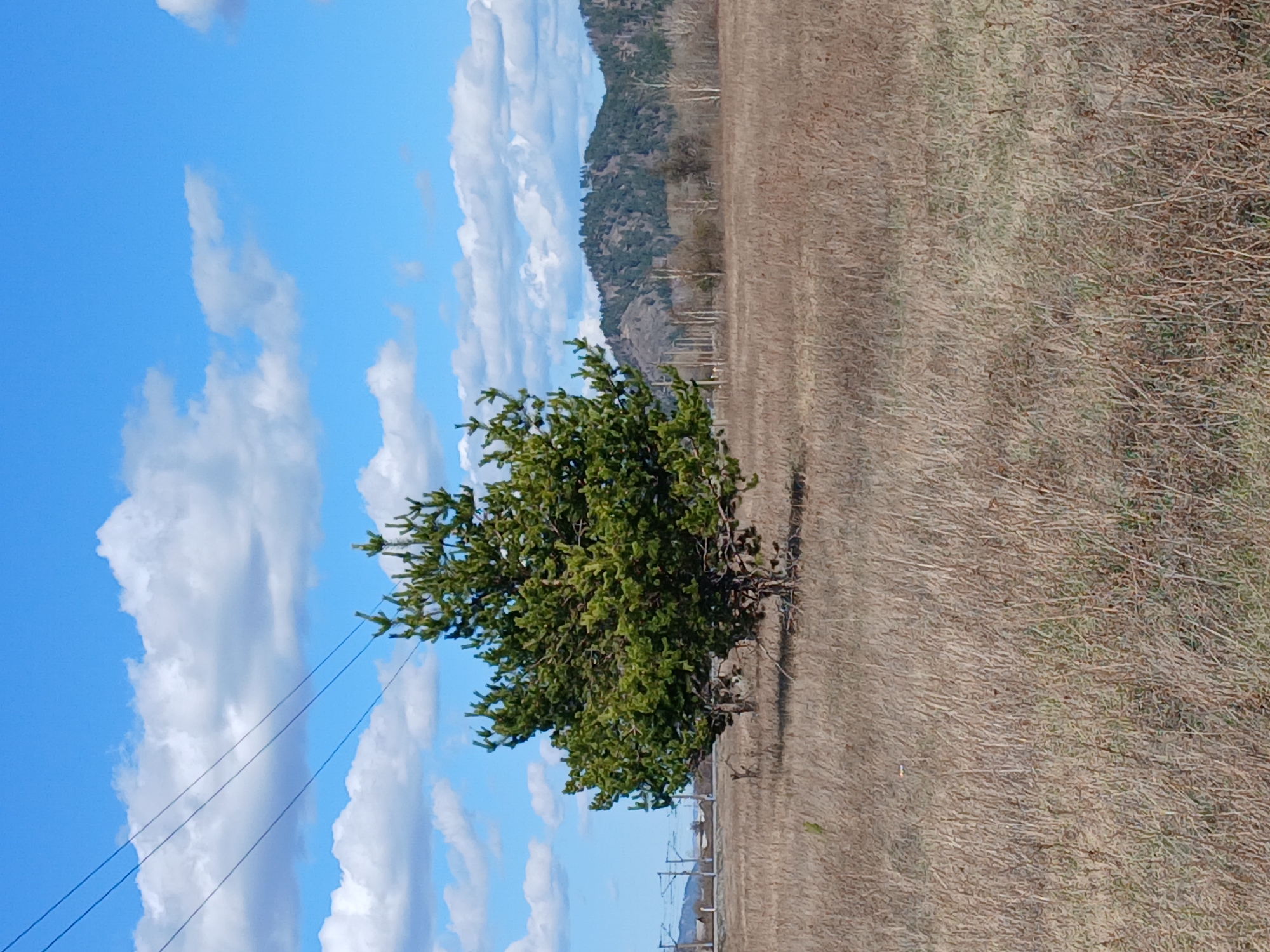The image depicts a landscape with a clear blue sky scattered with white cumulus clouds occupying the left side. A single, verdant green tree stands prominently in the center of the frame, positioned between the sky and a flat, dry field that dominates the right side. In the background, a mountain range can be seen. Power lines are visible in the lower-left corner, hinting at the presence of infrastructure. The location is unknown, Unknown.