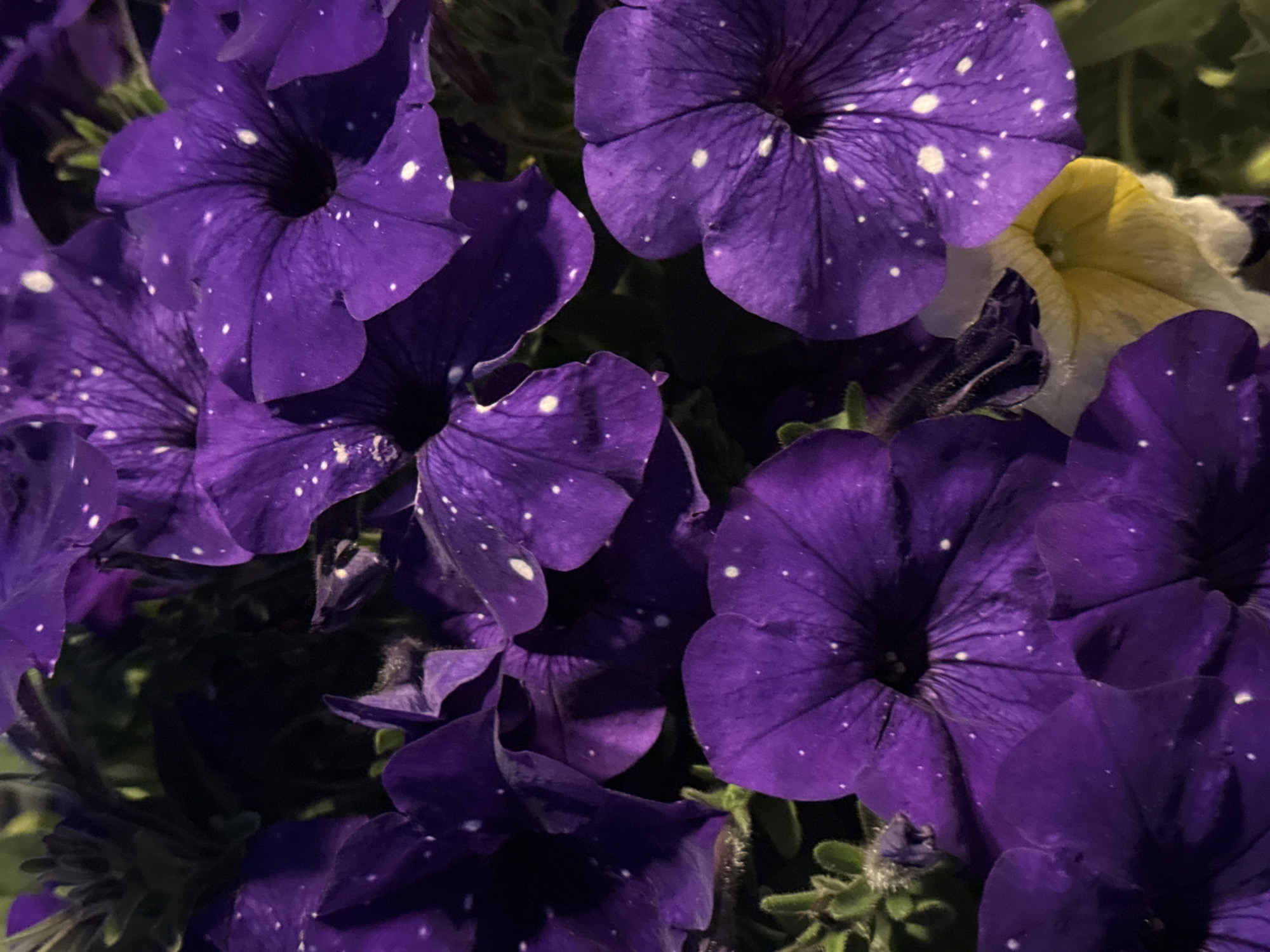 The image is a close-up, overhead shot of a cluster of purple petunias with white speckles. The flowers are in various stages of bloom, with some fully open and others partially closed. The petals are velvety in texture and show intricate vein patterns. A single yellow and white petunia peeks out from behind the purple ones. The background is dark and out of focus, suggesting natural lighting and a shallow depth of field. The scene appears to be a garden or a planter box. There are no people or animals visible in the image. No specific location in Moscow, Russia, can be determined from the visual information provided.