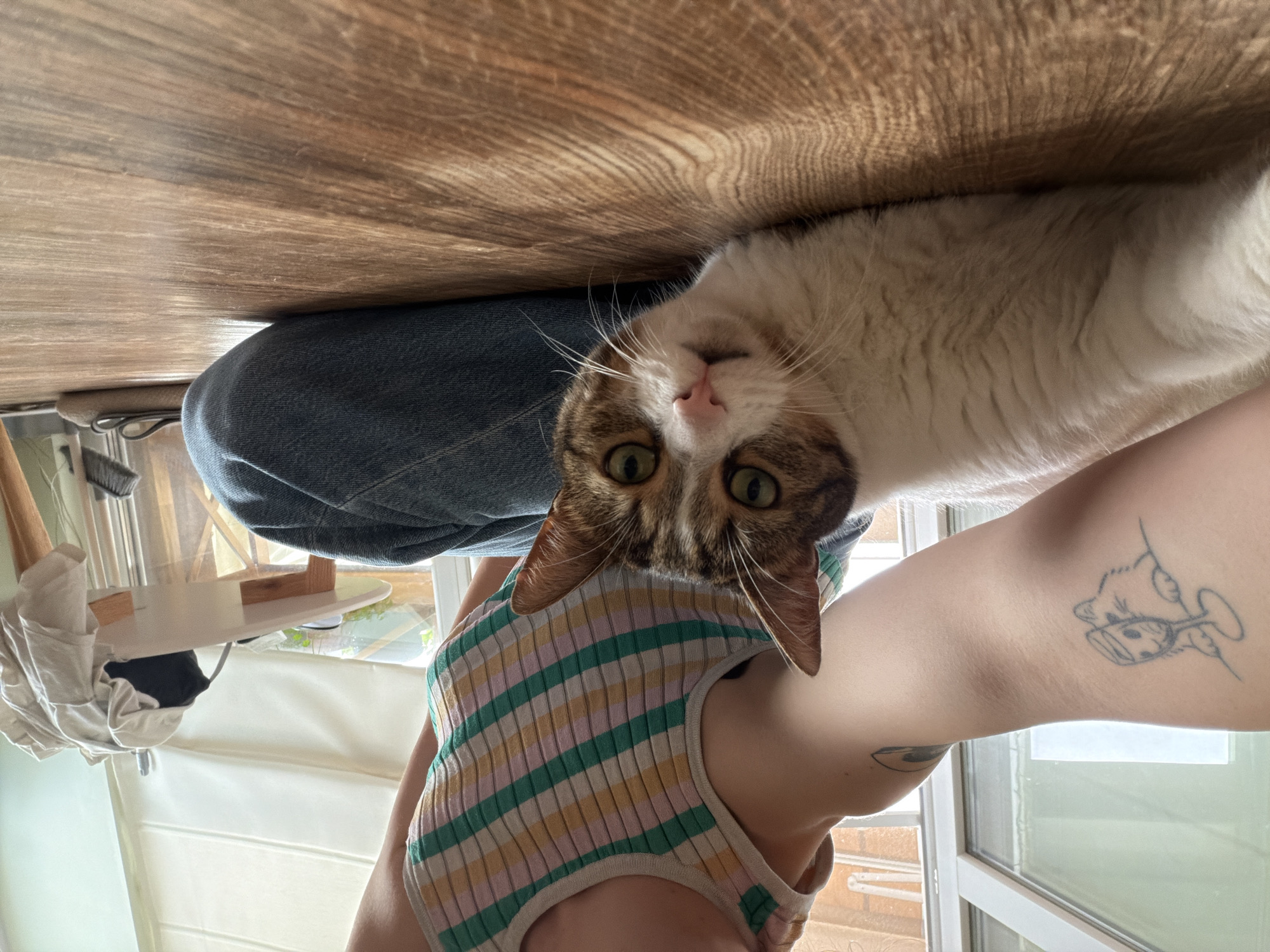 A low-angle, indoor photograph captures a domestic scene in the city of Unknown, Unknown. A person, partially visible, sits cross-legged on a wooden floor, wearing a multi-striped tank top (pink, yellow, green, white horizontal stripes) and blue jeans. A line-art tattoo depicting a cartoon cat holding a martini glass is visible on the person's left upper arm. A cat with white, brown, and tabby markings, green eyes, and a pink nose lies on the wooden floor in the foreground, looking directly at the camera. In the background, natural light enters through a window fitted with white Roman blinds. A small wooden table or stool is partially visible near the window, topped with folded white fabric or clothing, and a broom handle is discernible nearby. The floor exhibits distinct wood grain patterns.