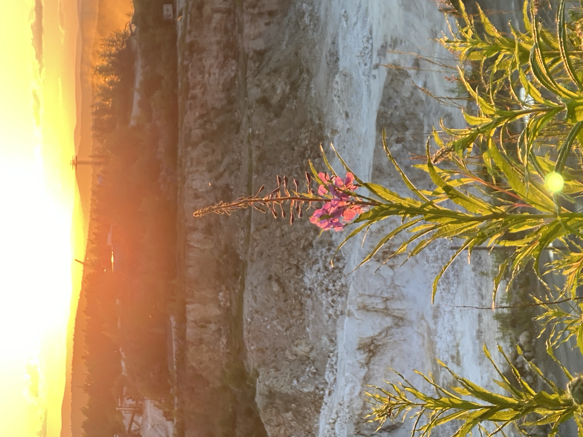 An outdoor, vertical, eye-level shot shows a vibrant sunset over a quarry on the outskirts of Yekaterinburg, Russia. The sky is a brilliant yellow-orange, with fluffy clouds visible in the upper portion. In the distance, rolling hills and trees are silhouetted against the bright sky. A crane and what appears to be construction equipment are visible in the middle ground of the quarry. The quarry itself is a multi-layered landscape of excavated earth and rock, with lighter-colored material at the bottom and darker, rougher material above. In the foreground, tall green plants with delicate pink flowers are backlit by the setting sun, creating a soft glow. One particularly prominent plant with a stalk of pink flowers stands in the center of the frame. The overall impression is one of natural beauty juxtaposed with industrial activity.