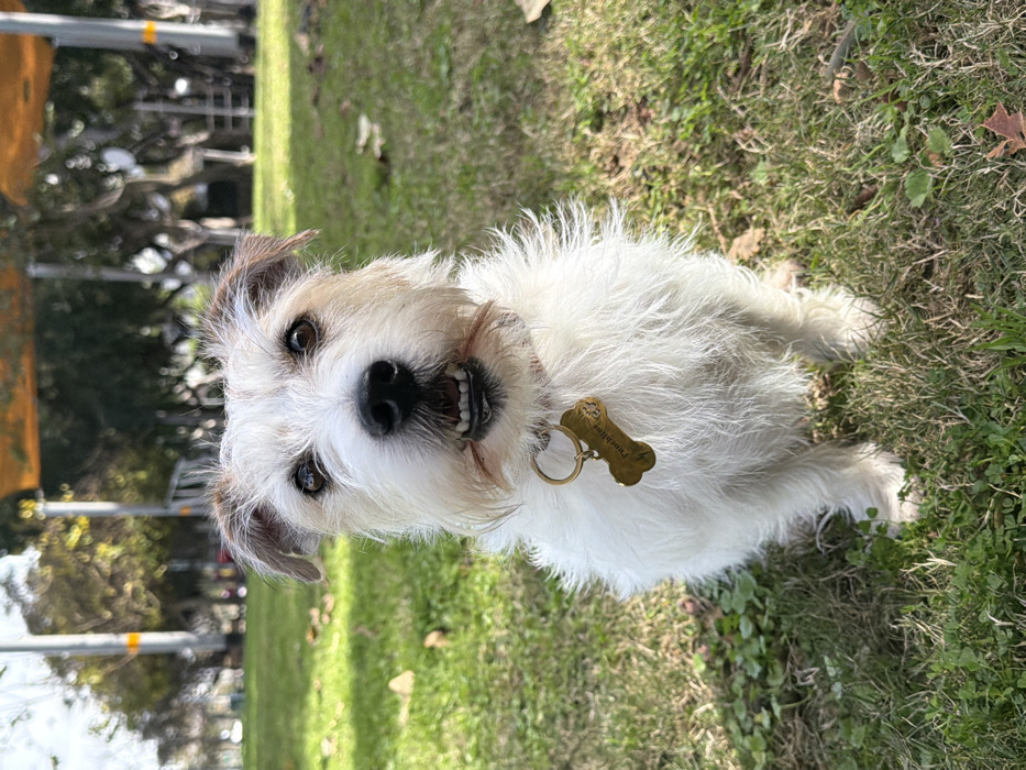 A white, scruffy-haired terrier-type dog with brown markings on its ears is depicted sitting upright on green grass, facing directly towards the camera. The dog has brown eyes and its mouth is slightly open, revealing its lower teeth and a pink tongue. It wears a light-colored collar with a brass bone-shaped tag, clearly engraved with the name "Punchline." The scene is set outdoors in a public park in Tel-Aviv, Israel, under bright daylight conditions. The background features a blurred expanse of green grass, numerous trees with visible trunks and sparse foliage, and several light-colored support poles. A partial orange mesh canopy structure is visible among the trees in the upper right quadrant, indicative of a shaded area or playground. Scattered dry leaves are visible on the grass in the foreground and midground. No other distinct individuals are clearly visible.