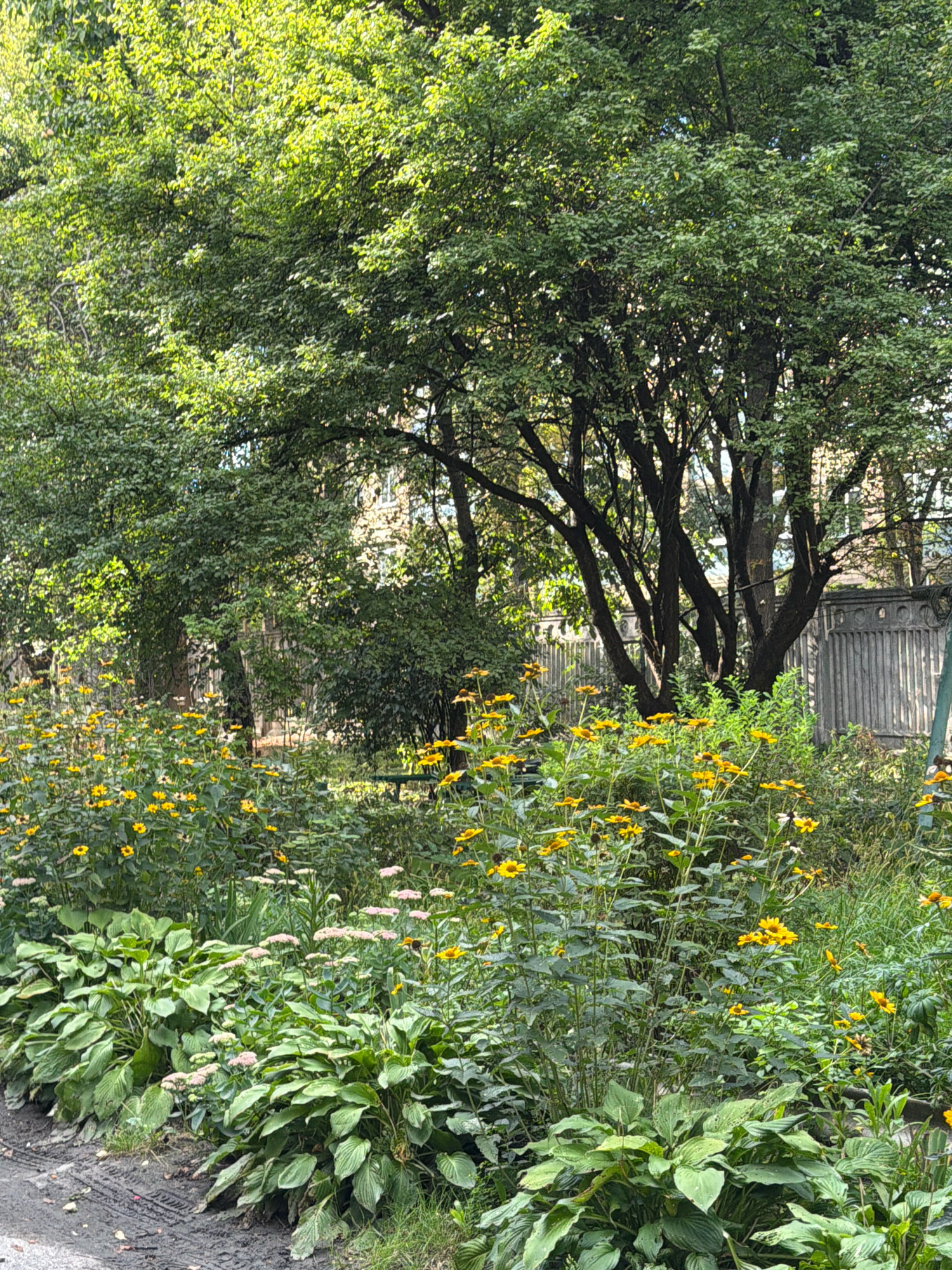 This image shows a garden bed with lush green foliage and numerous yellow flowers, possibly daisies or sunflowers, with some pinkish flowers interspersed. The plants are densely packed, creating a vibrant display of nature. In the background, there are trees with dense green leaves, and beyond them, a building with light-colored walls is visible. A grey, textured fence runs along the right side of the garden. The ground in the foreground is a dark, textured surface, likely asphalt or dirt, with tire tracks visible. The scene appears to be an outdoor urban environment, possibly a courtyard or a public garden in Kyiv, Ukraine, given the architectural style of the building and fence, and the general aesthetic of urban green spaces in the region. There are no people or animals visible in the image. The lighting suggests it is daytime, with sunlight filtering through the leaves.