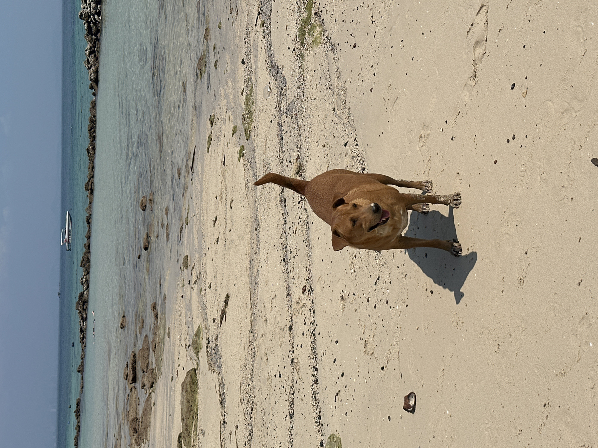 A medium-sized, brown dog stands on a sandy beach in Pattaya City, Thailand. The dog is facing the camera and casting a shadow on the sand. The beach stretches out from the dog, with a few scattered rocks and shells visible. In the background, clear turquoise water meets a rocky shoreline. A sailboat is visible in the distance. The sky is a clear, light blue.