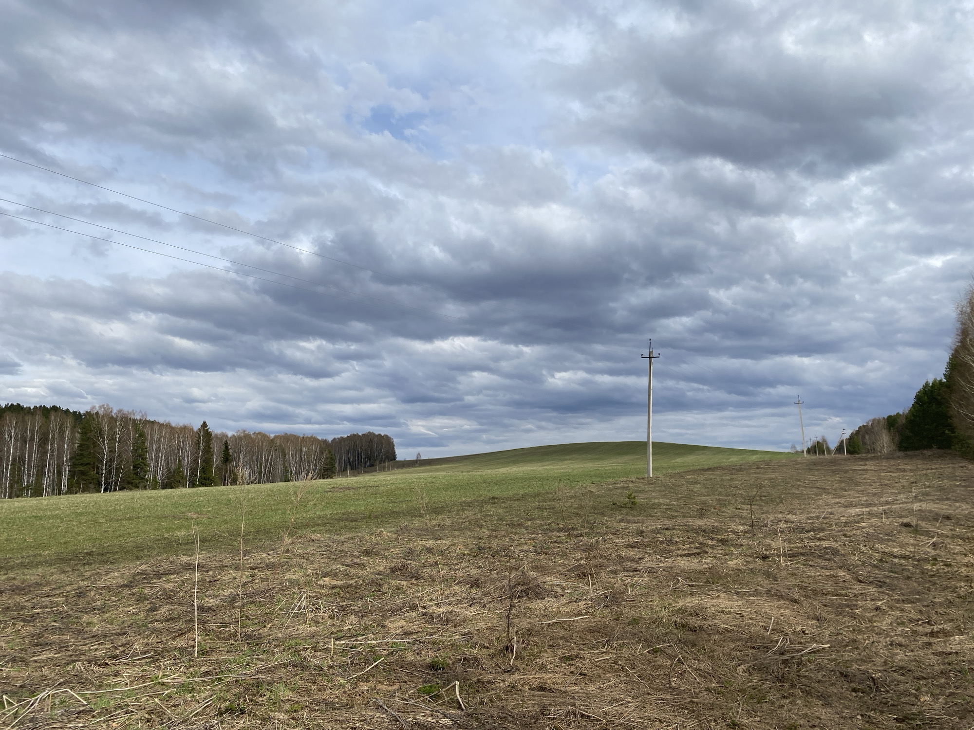 The image depicts a field in Nekrasovo, Russia under an overcast sky. The foreground is composed of dry grass and recently cut vegetation. A gentle slope rises in the midground, covered in sparse green grass. Scattered wooden utility poles run across the landscape. Two forested areas frame the left and right sides of the image. Power lines stretch across the upper left portion of the sky.