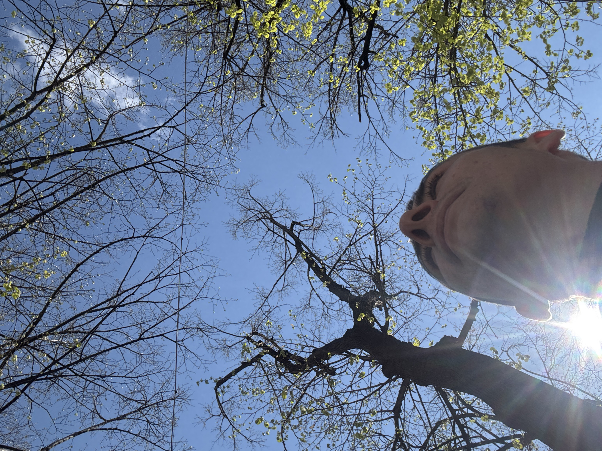 The image is taken from a low-angle perspective, looking up through tree branches towards a blue sky with scattered clouds. The trees are mostly bare, with some sprouting new green leaves. On the right side of the image, a person's face is partially visible, obscuring the view. The sun is shining brightly, causing lens flare. There is no direct indication of the location being in Plovdiv, Bulgaria, based solely on the visual content of the image.