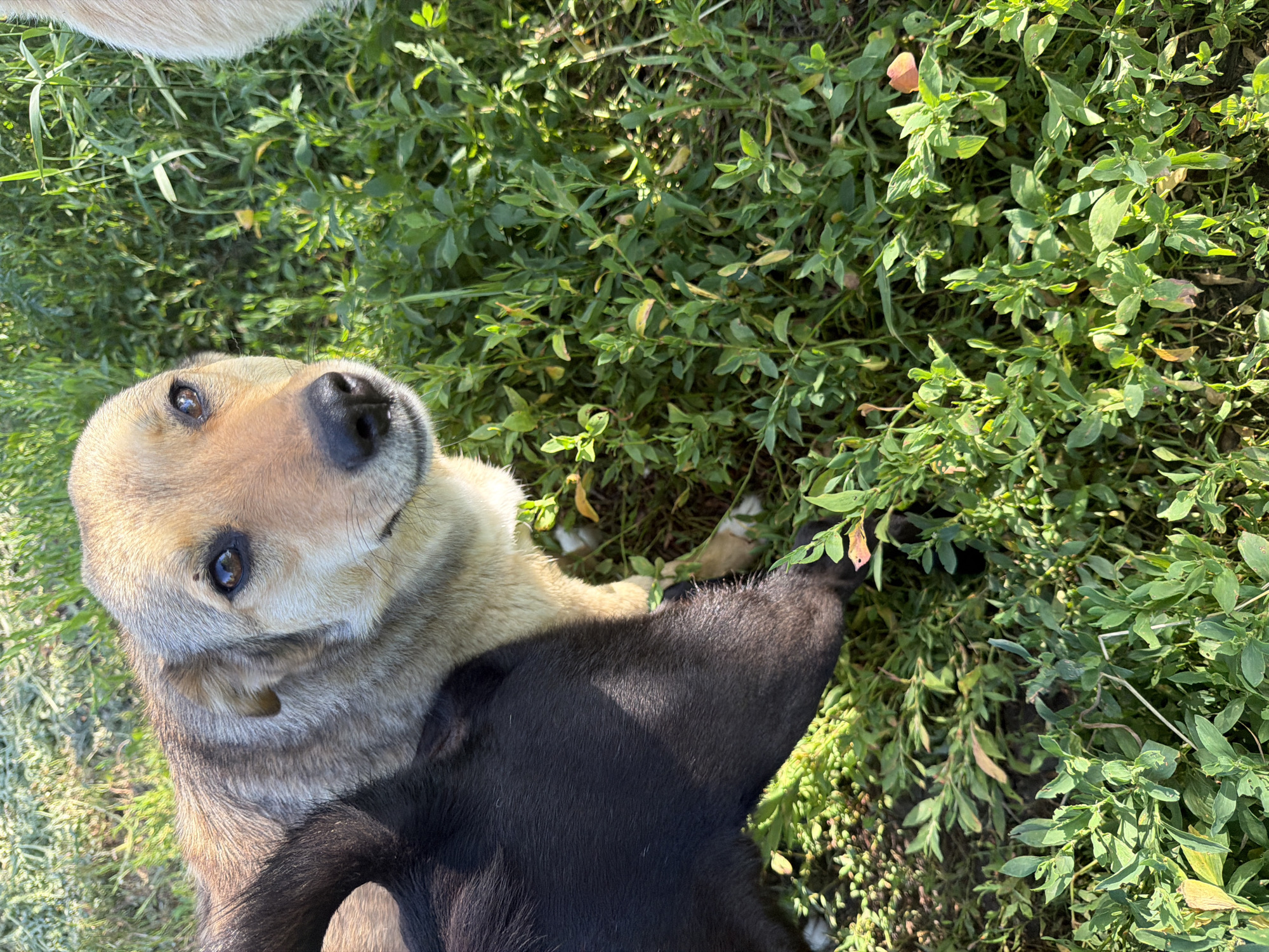 The image shows two dogs in a grassy area. The dog in the foreground is mostly black, with only its head and neck visible from behind. The other dog, in the middle ground, is light brown with darker markings around its eyes and muzzle. This dog is looking directly up at the camera. Its ears are perked, and its eyes are wide and dark. The dogs are surrounded by lush green vegetation, with some areas of dry grass and fallen leaves visible. The sun appears to be shining, casting dappled light on the scene, suggesting it is daytime. The overall impression is one of a peaceful, natural outdoor setting. The image appears to have been taken from a low angle, looking up at the dogs. There is no visible text in the image.