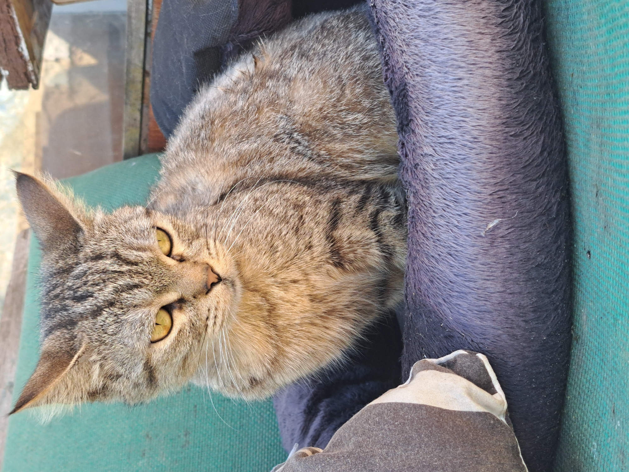 This image features a close-up, vertically oriented shot of a tabby cat resting in an outdoor setting. The cat, with its striped brown and gray fur and bright yellow eyes, is positioned on a green surface, possibly a chair or mat. Next to the cat is a dark-colored, textured object, possibly a cushion or bolster, which the cat appears to be leaning against. A portion of another cushion with a striped pattern is visible in the lower right corner. In the upper left, a wooden structure with a reflective surface, likely a window or glass panel, is partially visible, suggesting the presence of a building or shelter. The lighting suggests it is daytime, with sunlight casting shadows. The overall impression is one of a relaxed domestic animal in a casual outdoor environment. There is no visible text in the image.