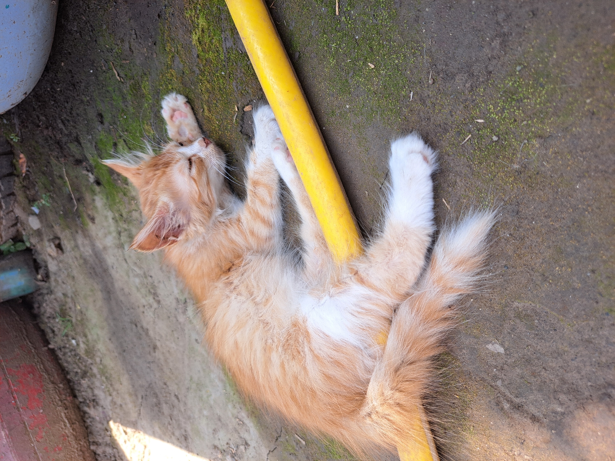 An orange and white kitten sleeps on the ground next to a yellow pipe in the city of Vypasne, Ukraine. The kitten is lying on its side with its eyes closed and one paw resting on the pipe. The ground is made of dirt and moss, and there are some dry leaves and twigs scattered around. In the background, there is a red wooden structure and a blue bucket. The scene appears to be outdoors, possibly in a backyard or alleyway.