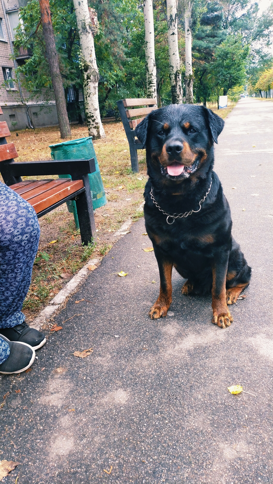 A Rottweiler dog is sitting on a paved path in a park area with a person's legs visible to the left. The dog is black with tan markings and is wearing a silver chain collar. Behind the dog are trees with white bark and green foliage, and a wooden park bench. To the left of the bench is a green trash receptacle. The ground is covered with scattered leaves and dry grass. The path extends into the distance, lined with trees. The scene appears to be in Horishni Plavni, Ukraine, given the context.
