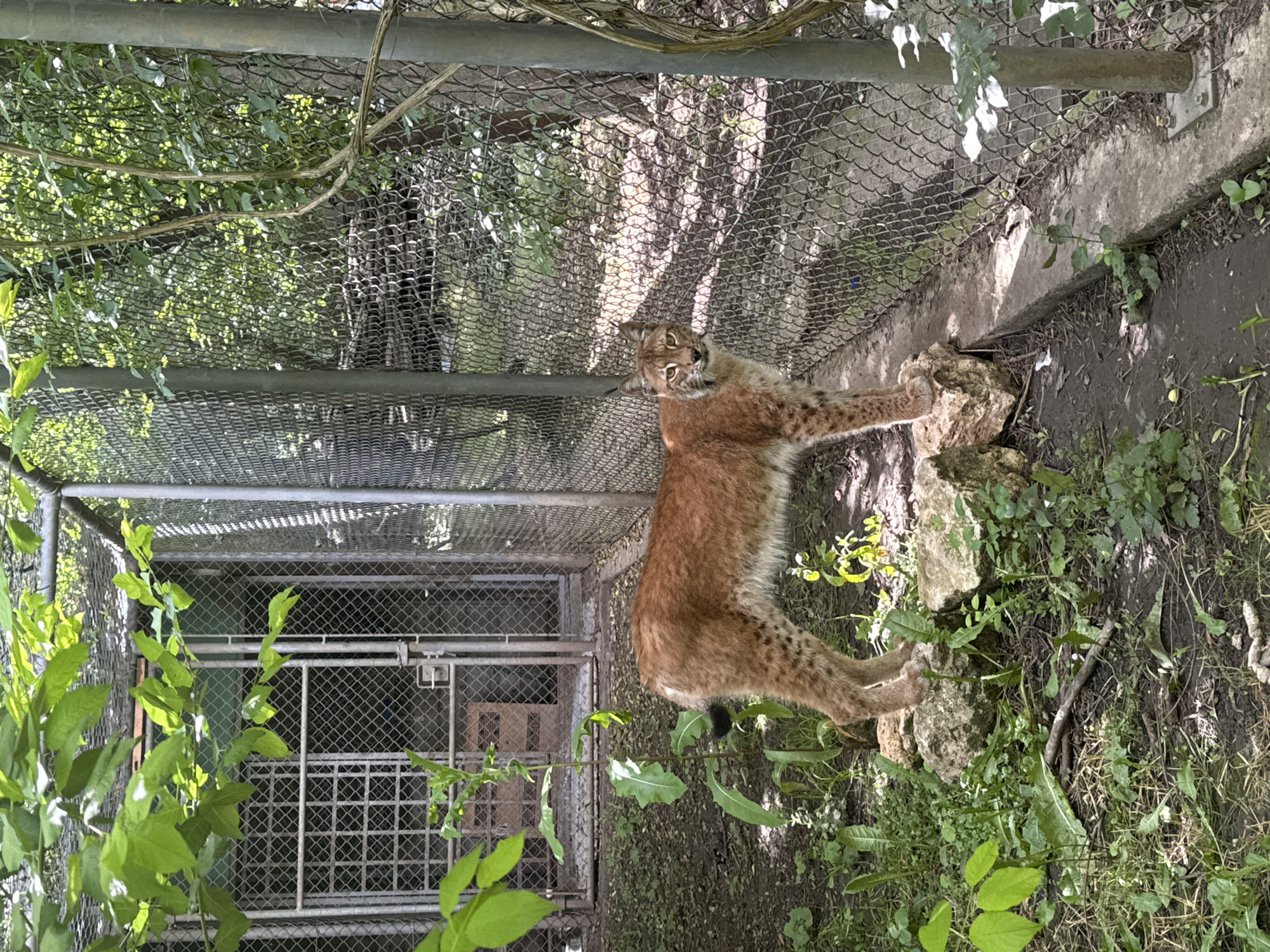 A lynx stands on rocks in an outdoor enclosure at the Dobrich Zoo in Dobrich, Bulgaria. The lynx is medium-sized with tawny fur, spotted markings, and tufted ears. It is facing the camera, looking directly at the viewer with yellow eyes. The enclosure has a chain-link fence and a metal gate visible in the background. Lush green foliage surrounds the enclosure, with sunlight filtering through the leaves, creating dappled shadows on the ground. The ground is covered with dirt, leaves, and small plants.