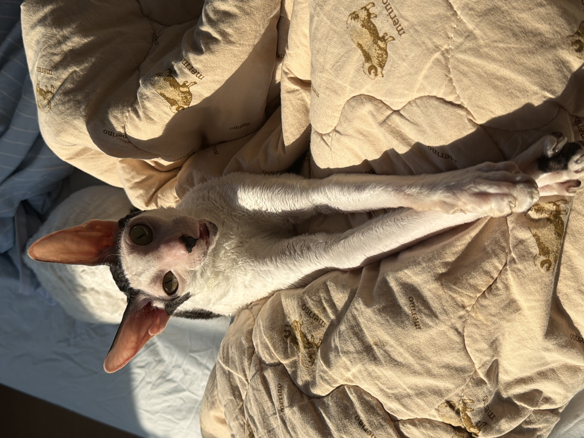 A light-colored, short-haired cat with large ears and black markings on its head is lying on a beige blanket with a sheep pattern. The cat is positioned in the center of the frame, with its front paws crossed. Sunlight casts shadows across the blanket, indicating it is daytime. The background is slightly out of focus, showing a white surface and a blue striped textile. The scene appears to be indoors, possibly a bedroom or living room. There is no discernible indication of the cat's location within the city of Yekaterinburg, Russia.