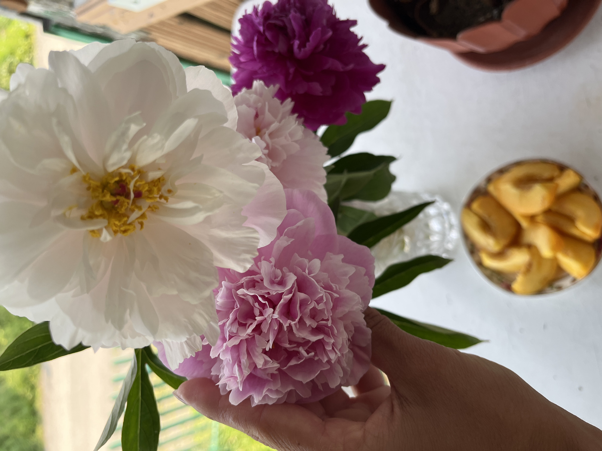 A person's hand holds a bouquet of peonies in various shades of pink, white, and magenta, arranged in a crystal vase. The flowers are lush and full, with intricate layers of petals. In the foreground, a small bowl contains sliced yellow fruit, possibly peaches or apricots. To the right, a terracotta pot holds dark soil, suggesting a plant or a planter. The scene is set outdoors, with a blurred background of greenery and what appears to be a wooden fence or railing. The lighting suggests daytime. The image does not provide any information about the specific location within Petropavlovsk-Kamchatsky, Russia.