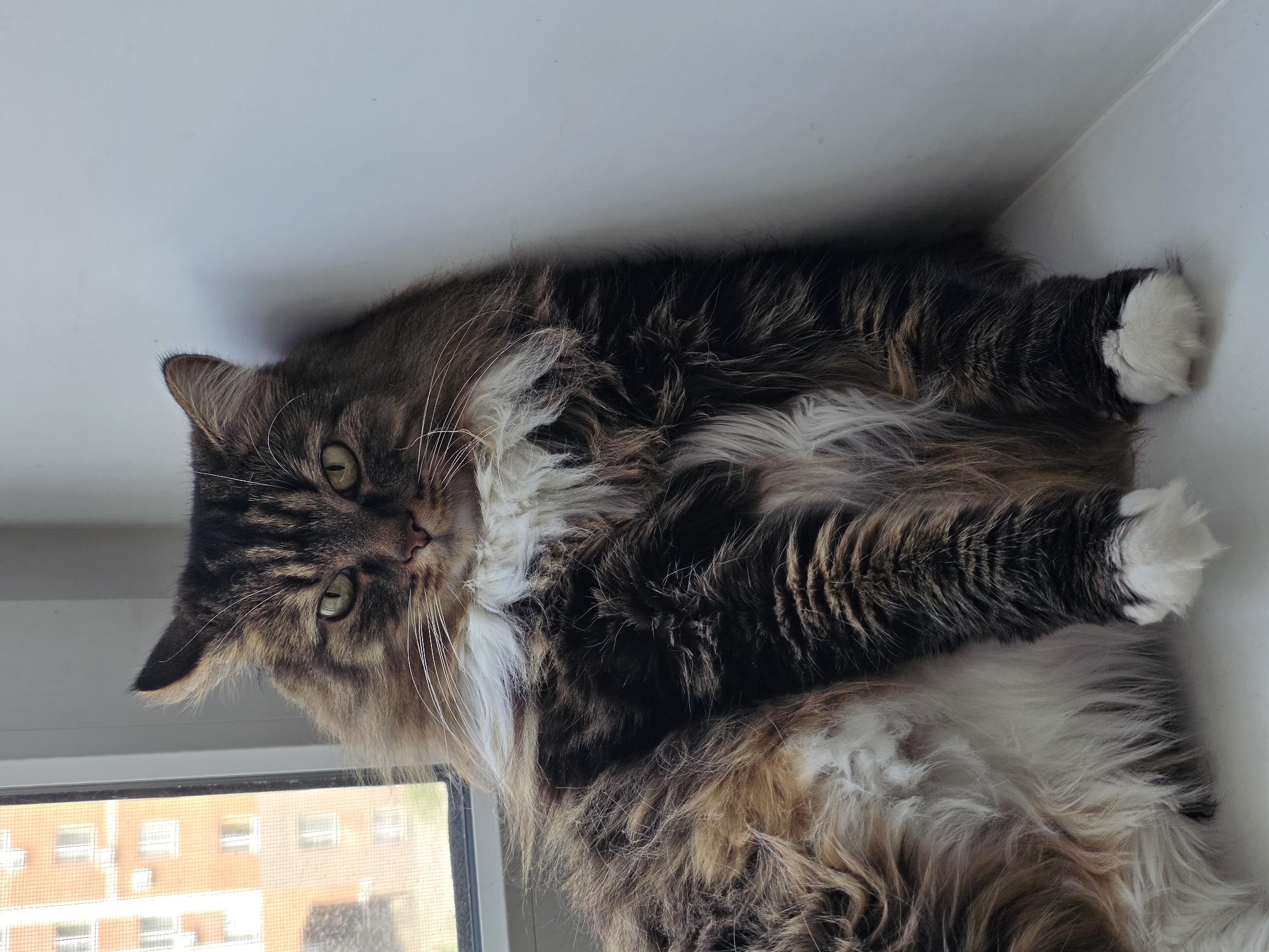 A fluffy tabby cat with white paws sits on a windowsill. The cat is looking directly at the camera with green eyes. Its fur is a mix of brown, black, and white. Behind the cat is a window with a view of a brick apartment building. The right side of the image shows a white wall. The scene appears to be indoors, and the environment suggests a residential setting.