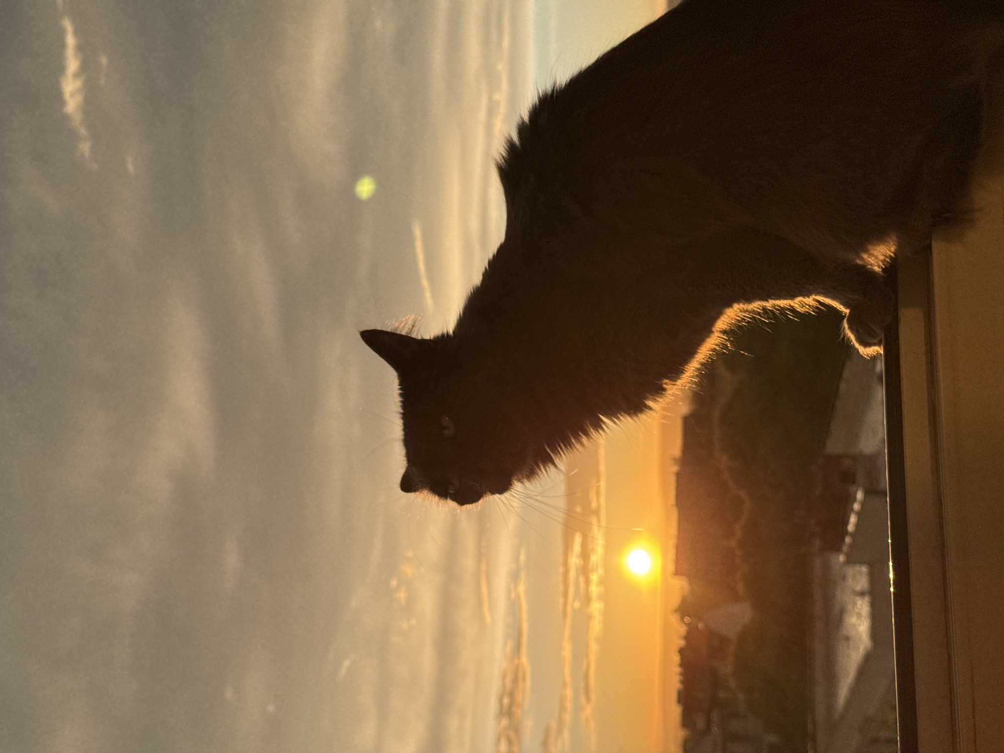 A gray cat sits on a window sill looking out at a sunset. The cat is facing left, and its silhouette is highlighted by the sun. The sunset is over a city, likely Varna, Bulgaria, given the location metadata. The sky has light clouds. The light of the sun creates a halo effect around the cat's fur.