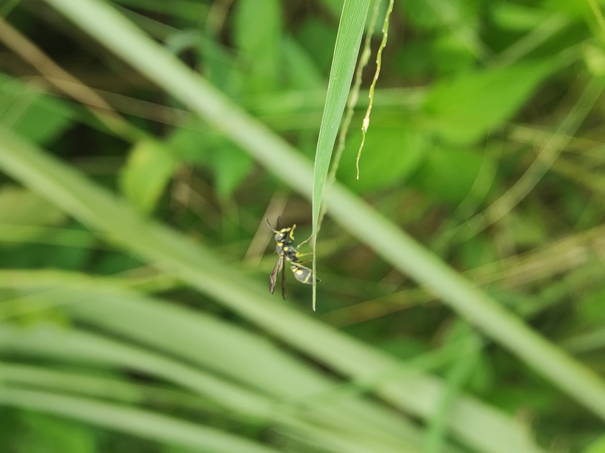 A wasp is hanging from a blade of grass in Lhokseumawe, Indonesia. The wasp is black with yellow markings and has its legs clinging to the grass. The background is blurred green foliage.