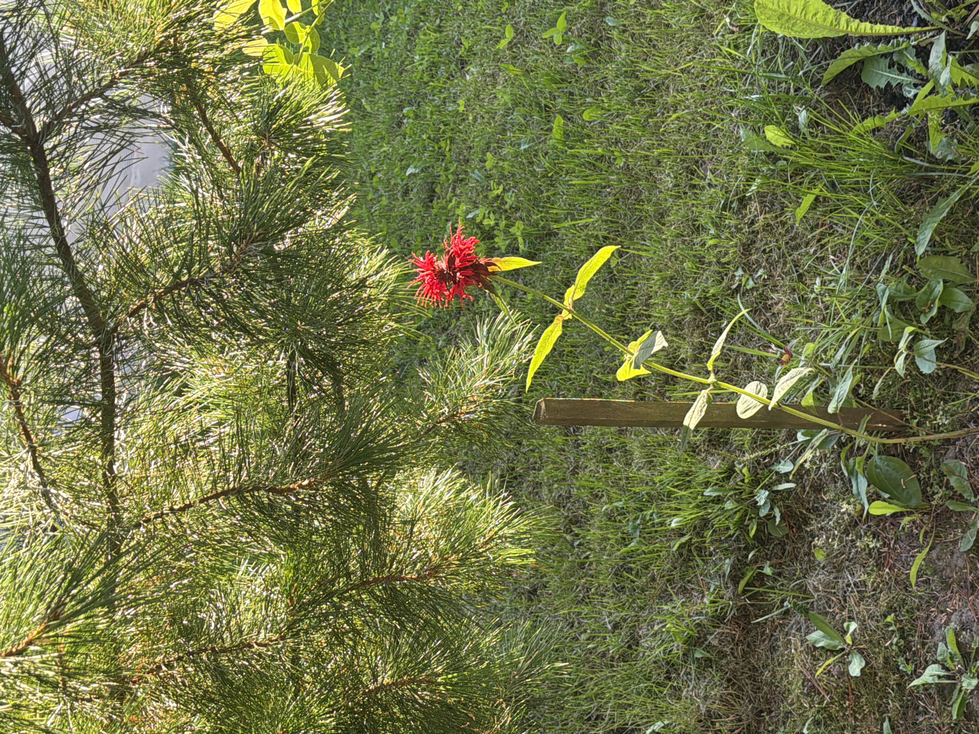 A close-up, eye-level shot captures a vibrant red bee balm flower standing tall against a backdrop of lush green grass and the dense foliage of a pine tree. The flower, with its spiky petals, is the focal point, illuminated by sunlight filtering through the pine needles. A single wooden stake is visible next to the flower, providing support. The ground beneath is a mix of dry pine needles and soil. The scene appears to be in a garden or park setting, possibly in Primernoye, Russia, given the presence of pine trees and the general ambiance of a temperate climate. The lighting suggests it is daytime, with the sun casting dappled shadows. No people or animals are present in the frame.