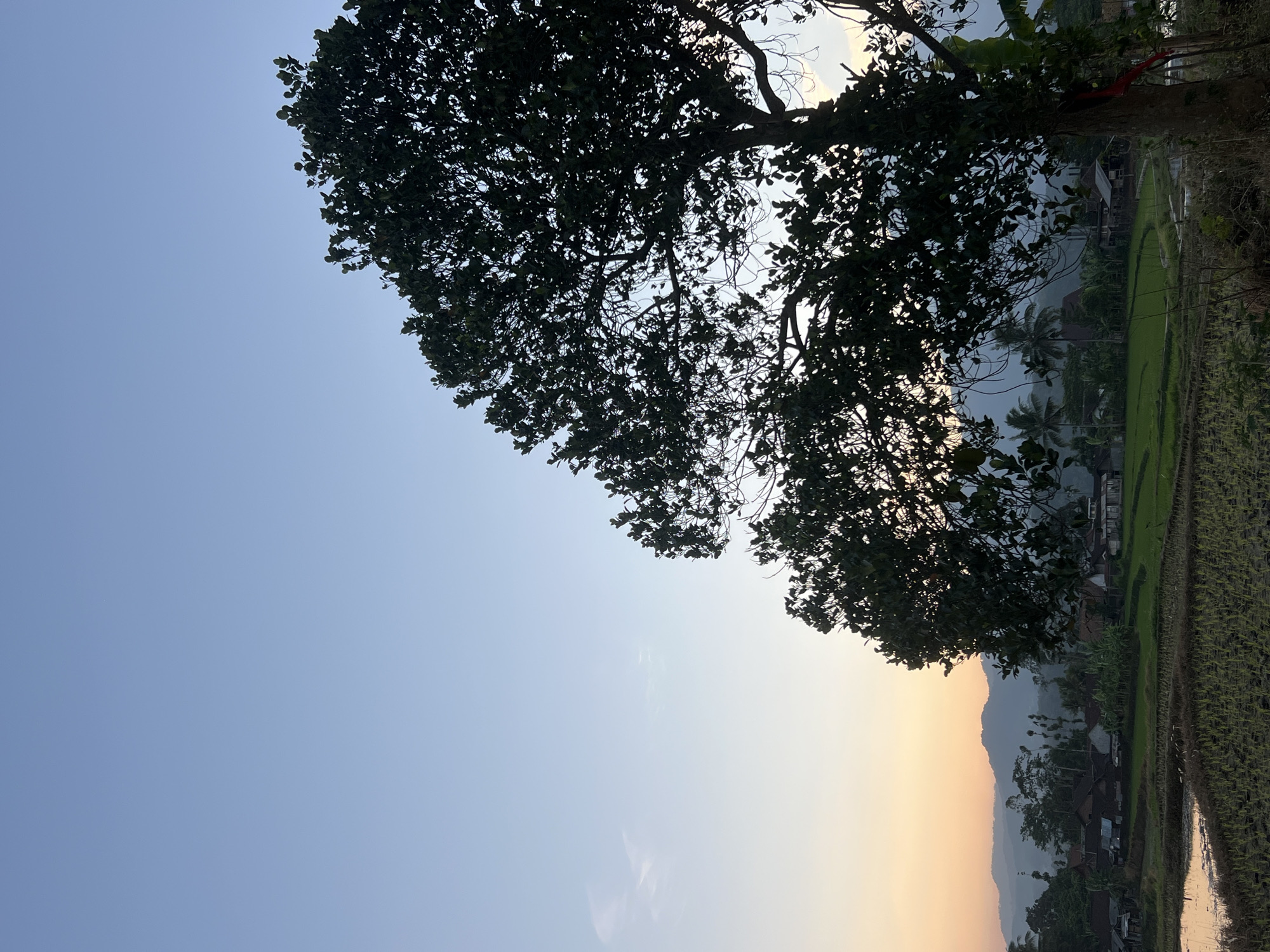 This is a photograph taken at sunset in Kalijoso, Indonesia. The image features a large, silhouetted tree in the foreground, its branches and leaves casting shadows against a clear sky that transitions from a pale blue at the top to a soft orange and yellow near the horizon. In the middle ground, a rural village is visible, characterized by traditional houses with dark roofs nestled amongst lush green vegetation and rice paddies. Rolling hills and mountains form the distant background, softened by the atmospheric haze of dusk. The foreground also shows a body of water, likely a flooded rice field, reflecting the sky's colors. There are no people or animals present in the frame. The overall atmosphere is peaceful and serene, capturing the tranquil beauty of a rural Indonesian sunset.