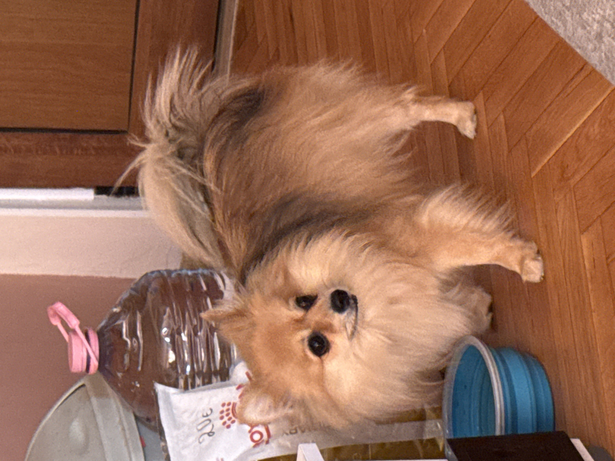 A Pomeranian dog with fluffy, tan fur stands on a wooden floor in what appears to be a domestic setting. The dog is medium-sized, with a bushy tail and a pointed snout. Its eyes are dark and alert. In the background, there is a large plastic bottle with a pink cap, a white bag with some text, and a blue collapsible bowl on the floor. To the right, a wooden door is visible. The lighting suggests an indoor environment, possibly a home or a pet-friendly establishment. The scene is static, with no apparent interaction between the dog and any other subjects. The location appears to be a home in Montana, Bulgaria.