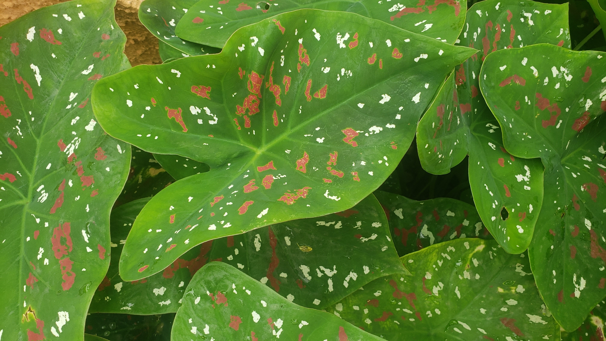 The image is a close-up, overhead shot of several large, heart-shaped leaves with a green base color. The leaves are adorned with irregular splotches of white and reddish-brown. Some leaves are partially obscured by others, creating a layered effect. The texture of the leaves appears smooth and slightly waxy, with visible veins. Water droplets are present on some of the leaf surfaces, indicating recent moisture. The background is out of focus, appearing as a textured, light brown surface that might be soil or a wall. There are no people or discernible actions in the image. The scene is of a plant, likely a Caladium, in a natural or cultivated outdoor setting, potentially in the Sabon Tasha area of Nigeria given the provided context.