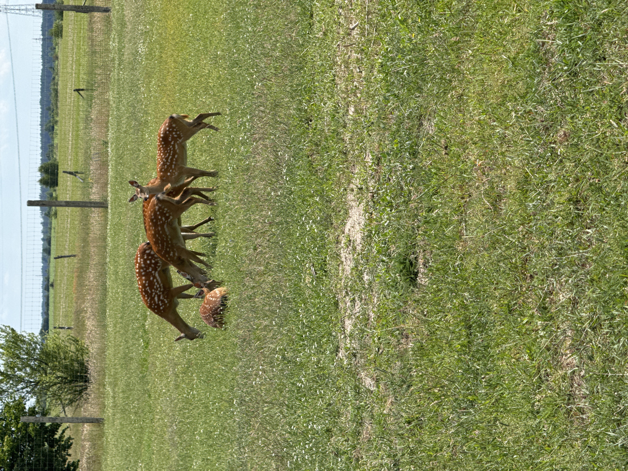 The image shows a group of spotted deer in a grassy field. The deer are brown with white spots and appear to be grazing or resting. The field is green with patches of dry grass and small white flowers. In the background, there is a fence and some trees. The sky is blue and the weather appears to be sunny. The image is taken from a slightly elevated perspective, looking down on the deer. The overall mood of the image is peaceful and natural.