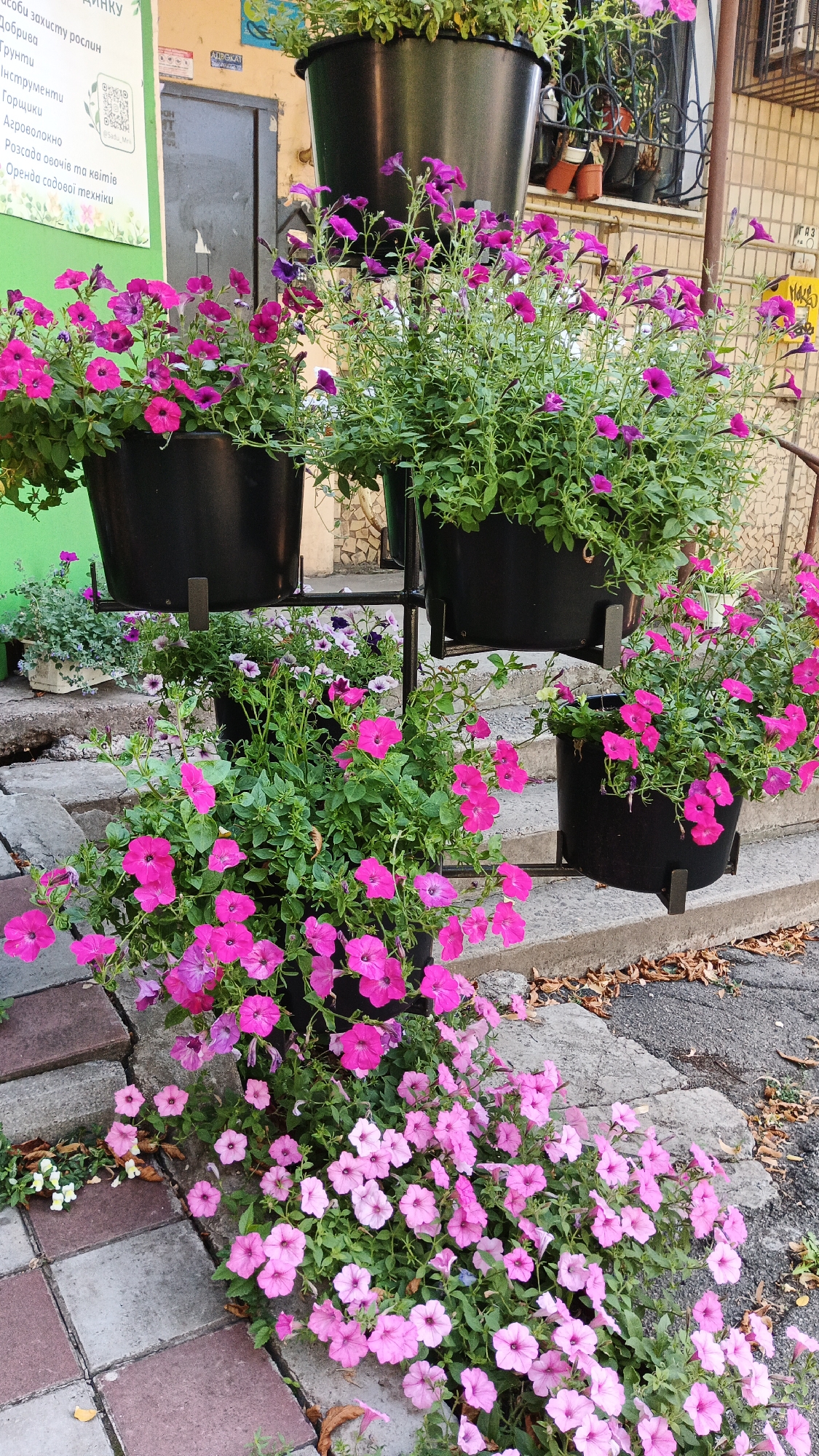 The image shows a tiered display of potted petunias outside a building in Kryvyi Rih, Ukraine. Several large black planters are arranged on a metal stand, with lush green foliage and numerous pink and purple petunia blooms spilling over the edges. In the foreground, more pink petunias cascade down onto a paved walkway and stone steps. A portion of a green wall with informational text in Ukrainian is visible on the left side of the image. The environment appears to be an urban setting with concrete steps, paving stones, and a building facade in the background. There are no people visible in the image.