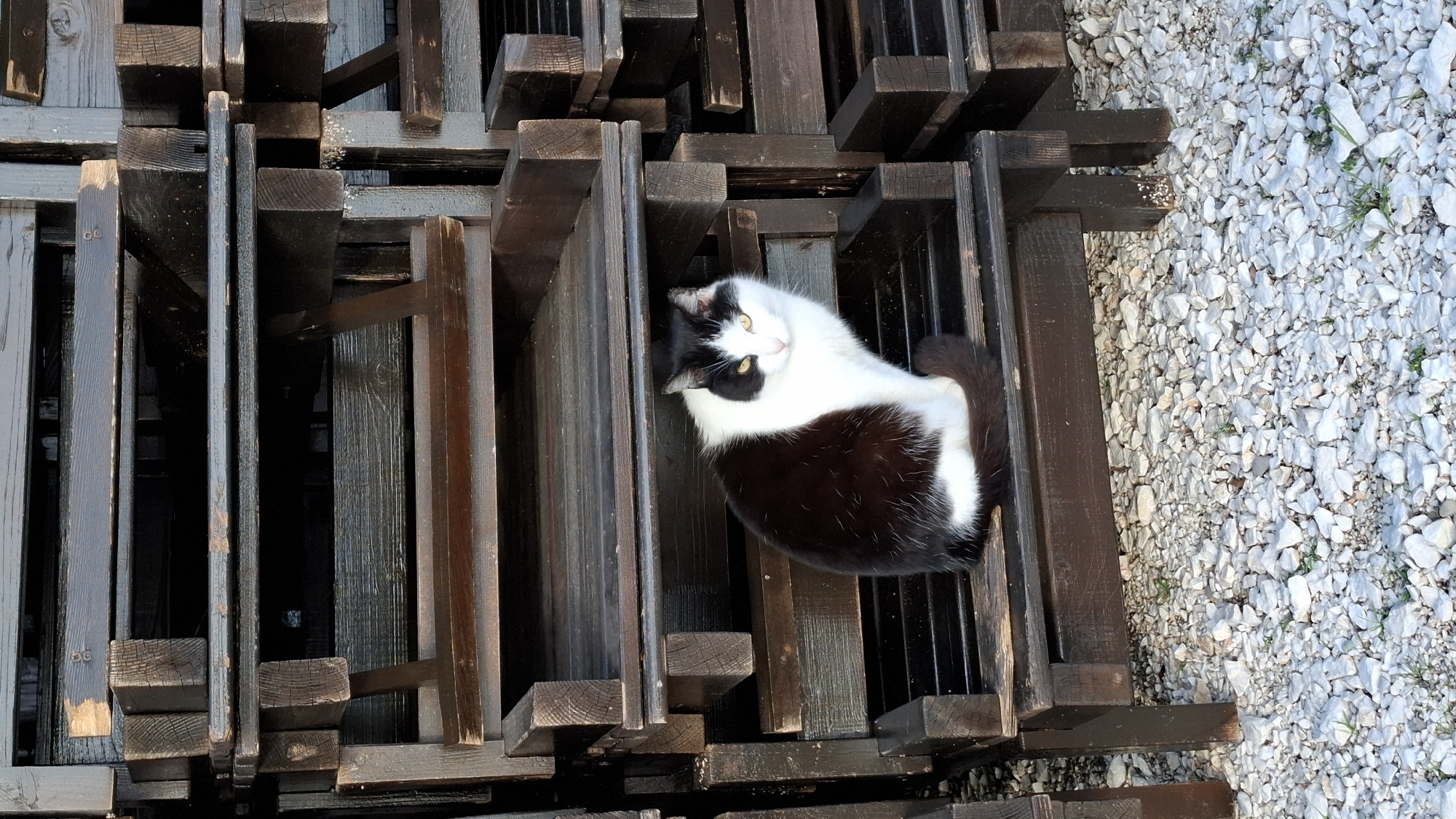 The image depicts a black and white cat resting in a stack of wooden frames or pallets. The frames appear to be outdoors on a surface covered with light-colored gravel. The location is Boreti, Montenegro.