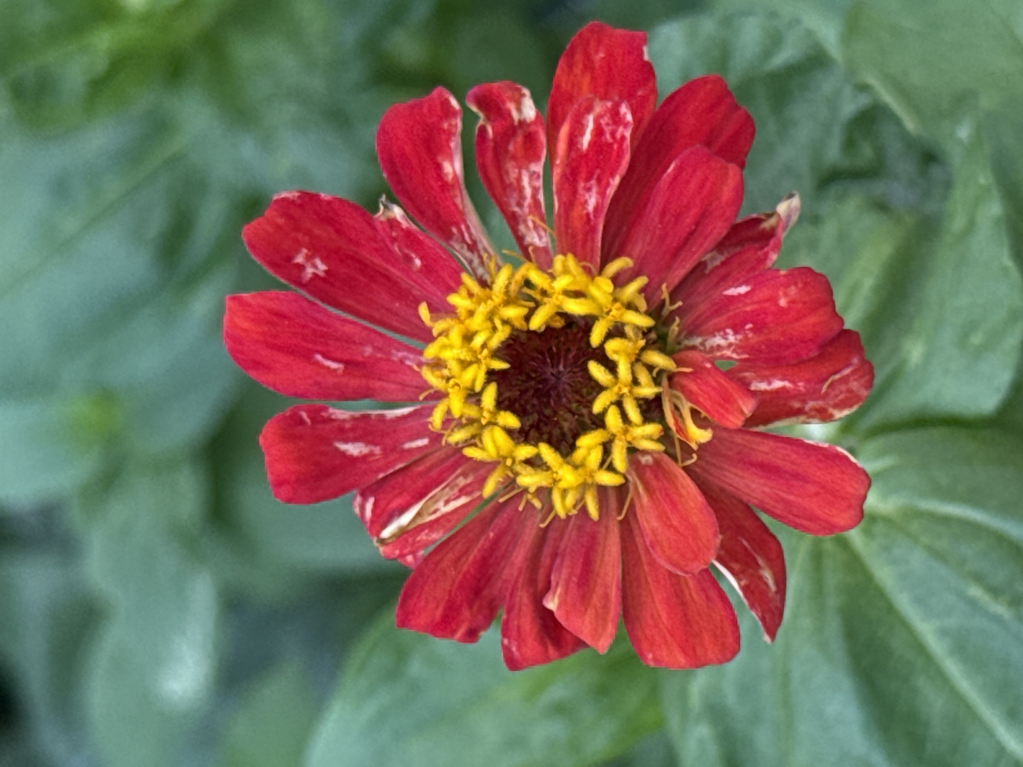 The image shows a close-up of a single, vibrant red zinnia flower with yellow stamens in the center. The flower has numerous petals that are slightly curled and show some white spotting, suggesting it may be slightly aged or affected by environmental conditions. The background is a soft focus of green foliage, indicating the flower is outdoors in a garden or natural setting. There are no people or other objects visible in the frame, and no specific landmarks or architectural features are present to identify a location within Taldykorgan, Kazakhstan. The lighting appears natural, consistent with daylight.
