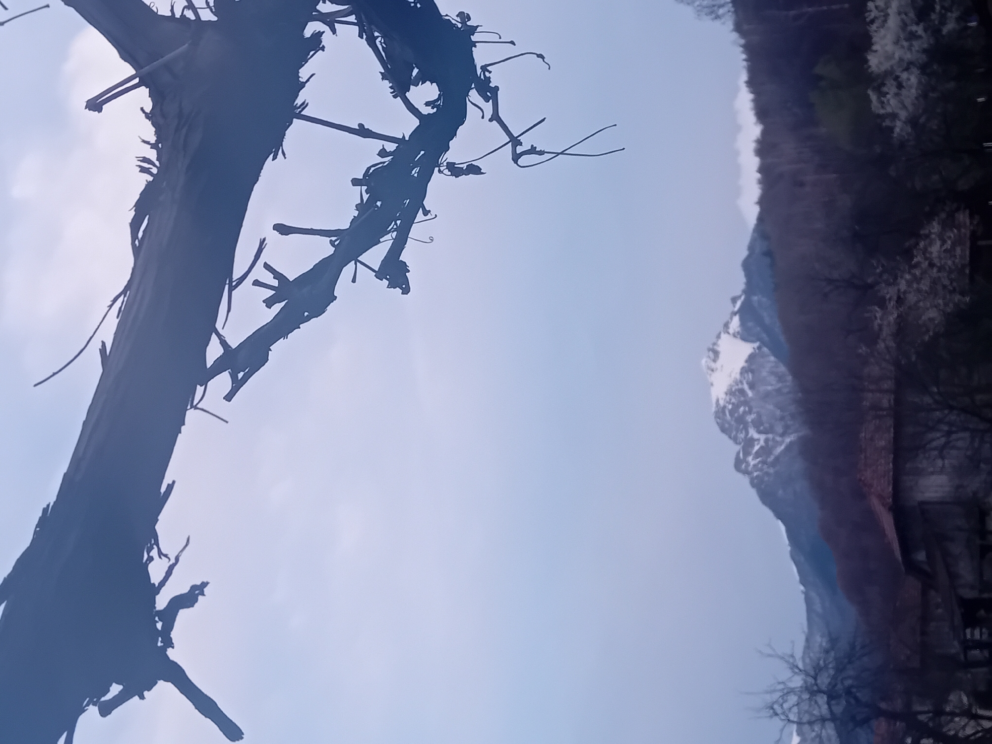 The image shows a view looking up at a silhouette of a bare tree against a pale sky. To the right, there is a mountain range with some snow visible at the peaks. The location is Unknown, Unknown.
