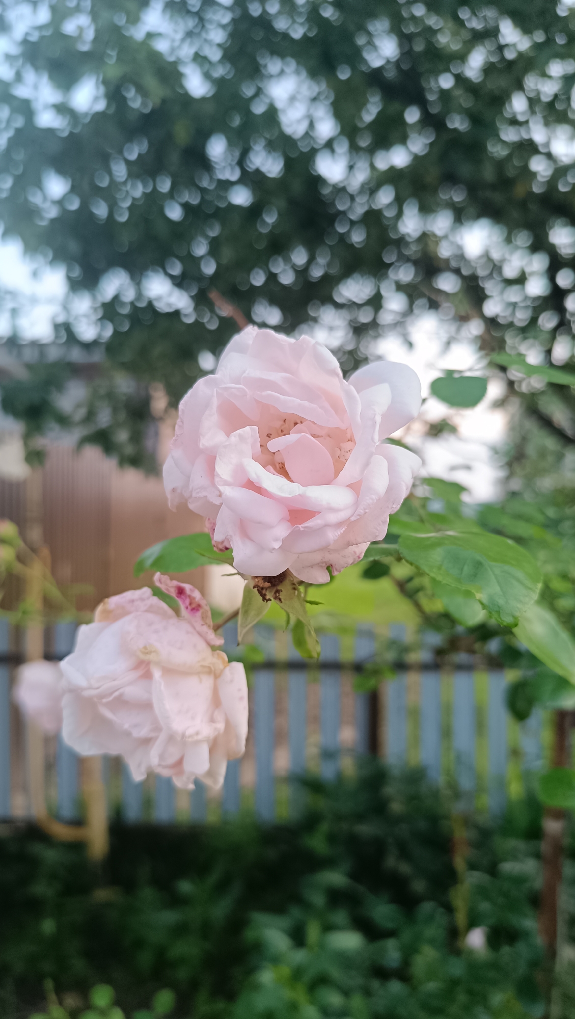 In Karsha, Russia, two light pink roses are the primary focus of this outdoor photograph. The rose in the foreground, which is more in focus, displays delicate, layered petals. Behind it, a second, less defined rose droops slightly. The flowers are attached to a branch with visible green leaves. In the background, a wooden fence with vertical blue and light brown slats separates the garden area from what appears to be more greenery. Above the fence and flowers, out-of-focus green foliage and the sky create a bokeh effect. The scene is set in what seems to be a residential garden.