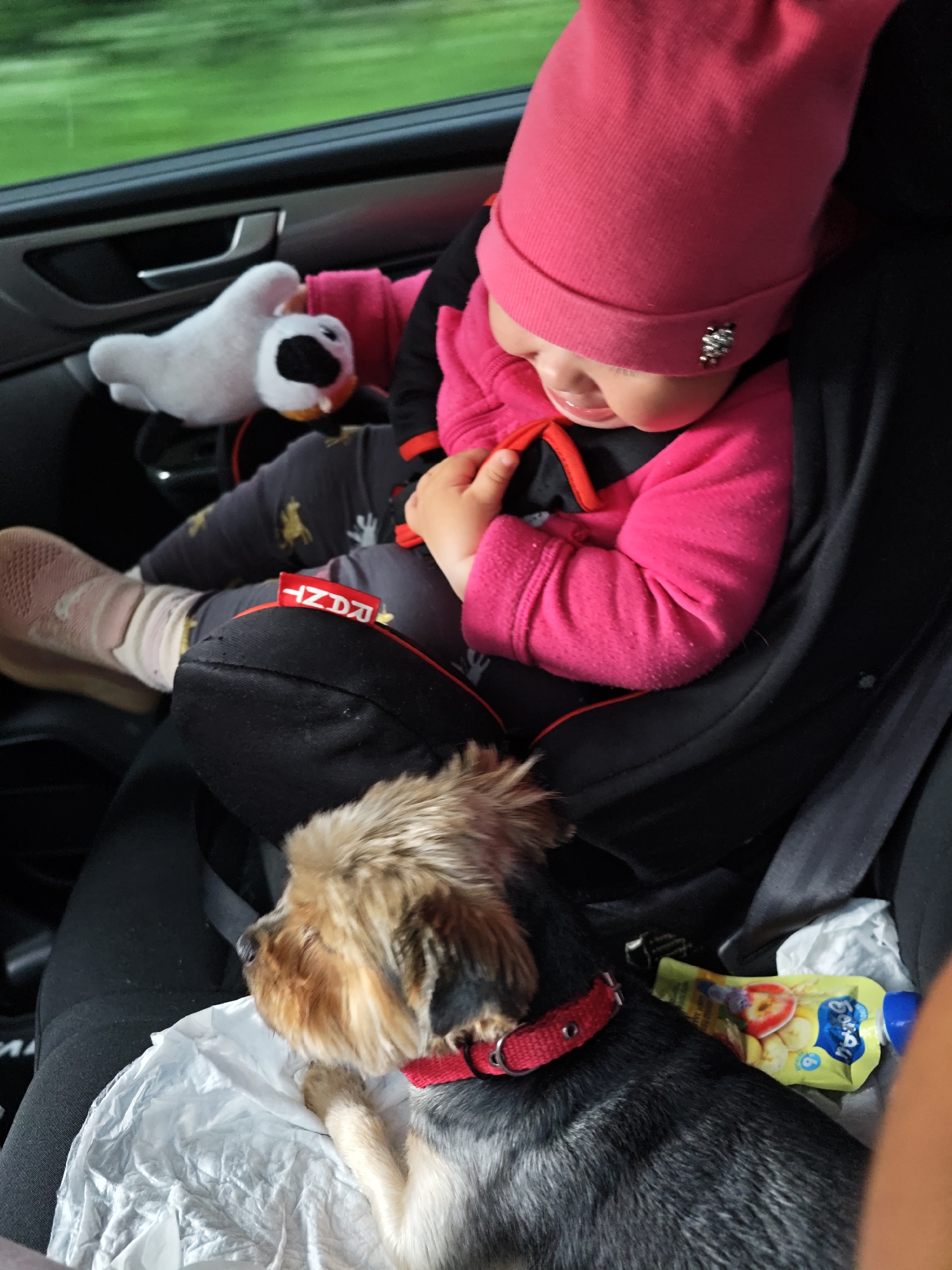 The image depicts the interior of a vehicle, observed from a slightly elevated perspective, showcasing a child and a small dog. The specific location in the city of Chaikovsky, Russia, is not identifiable from the visual information.
In the mid-ground, a young child, appearing to be a baby or toddler, is secured in a black car seat or carrier. The child wears a pink knit cap with a metallic embellishment on the brim, a vibrant pink long-sleeved jacket exhibiting pilling, dark leggings patterned with light-colored motifs (possibly reindeers), light socks, and light pink athletic shoes. A red tag with the partial inscription "HNDR" is visible on a black strap cover near the child's left leg. The child's head is tilted downwards, and their facial expression is partially obscured. A small white plush toy, resembling a duck with a black eye patch and orange beak, is lodged between the child and the car door panel. The car door features a metallic handle. Through the window, a blurry green background suggests a moving vehicle in an outdoor setting.
In the foreground, a small, multi-colored dog, likely a terrier mix with brown and black fur and a reddish-brown head, lies on a crumpled white material (possibly a napkin or paper). The dog wears a red collar and is positioned with its head turned away from the camera. Adjacent to the dog, in the lower right, a yellow Gerber Organics baby food pouch, depicting bananas and other fruits, is visible. The overall scene suggests travel with a child and pet.