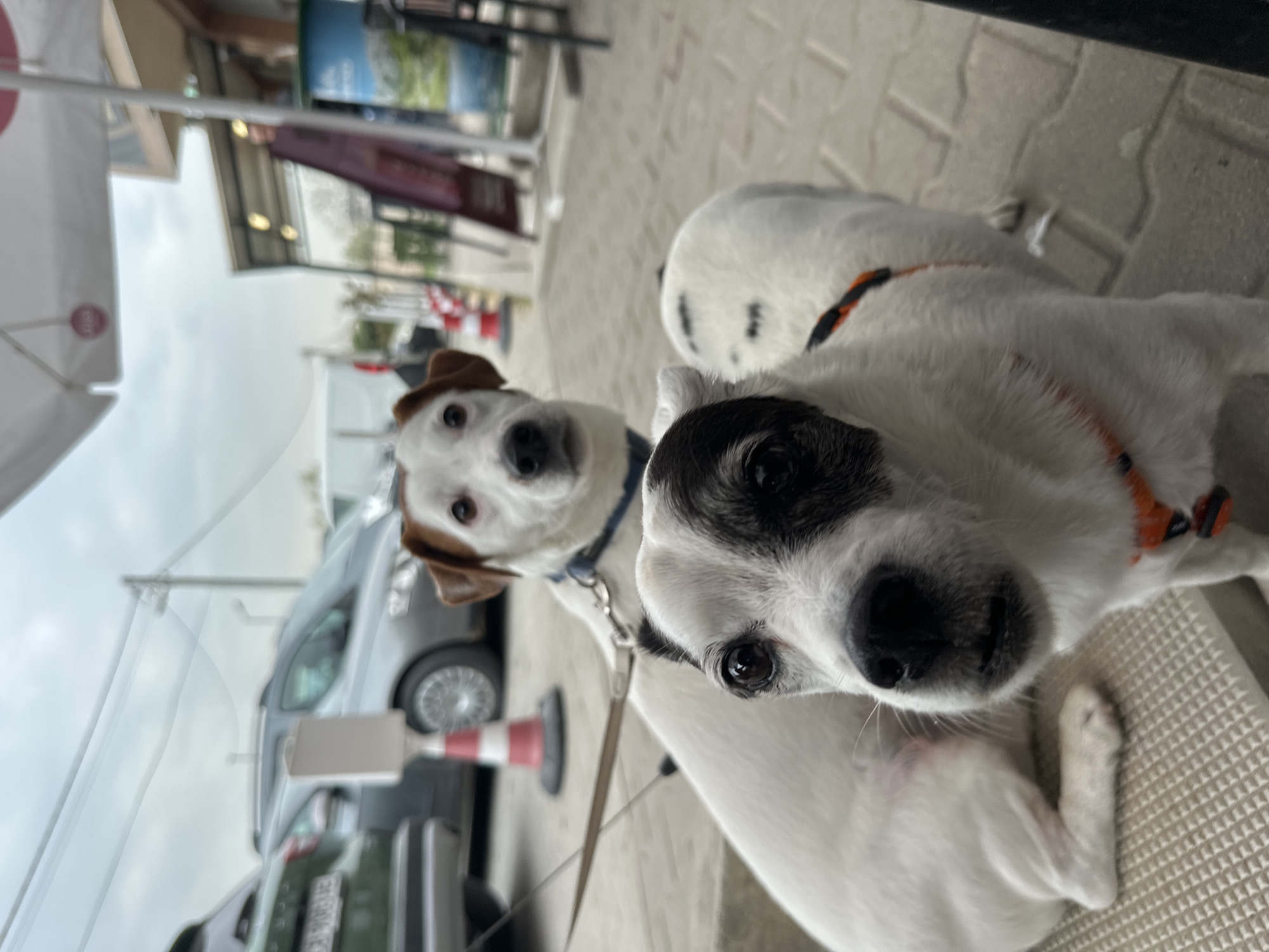The image displays two dogs, likely Jack Russell Terriers, in an outdoor urban setting in Plovdiv, Bulgaria. In the foreground, a white dog with prominent black patches over its right eye and ear lies on a textured, light-colored mat, looking directly at the camera with an attentive expression. It wears an orange and black harness. Behind it, a second dog, primarily white with a brown patch covering its right ear and side of its head, also faces the camera. This dog is equipped with a blue collar and a leash.
The background shows a street scene, including a silver minivan parked on the side of the road and a partial view of a green car. A red and white striped bollard or cone is visible near the parked vehicles. Architectural elements like building facades and a large white umbrella suggest an outdoor cafe or shop environment. The sky is overcast, indicating daylight with diffused light. The dogs appear to be calmly resting or posing for the photograph. No clear text is visible in the frame.