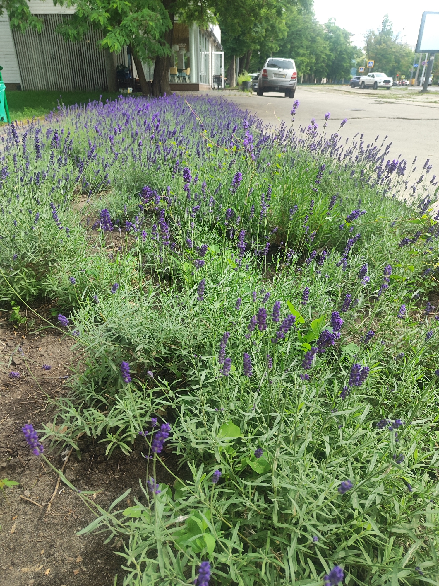 The image depicts a vibrant flowerbed filled with blooming lavender plants, characterized by their distinctive purple blossoms and green, slender leaves. The lavender is arranged in long, flowing lines, creating a striking visual effect. In the background, a street is visible with cars, indicating an urban or suburban setting. A light-colored building with vertical wooden siding and large windows is also present, along with trees lining the street. The lighting suggests it is daytime, and the overall scene appears serene and natural, likely during pleasant weather. No people are visible in the frame. The image does not contain any discernible text.