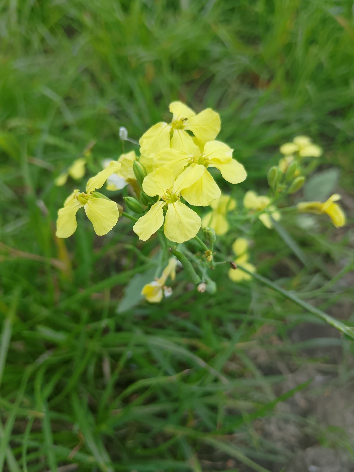 A cluster of small, bright yellow flowers is in sharp focus against a blurred background of green grass. The flowers have four petals each and are arranged on thin stems, with some unopened buds visible. The setting appears to be a natural, outdoor environment, likely a meadow or field, in or around the village of Arefevo, Russia, given the context. There are no people or man-made objects readily apparent in the image, focusing solely on the botanical subject.