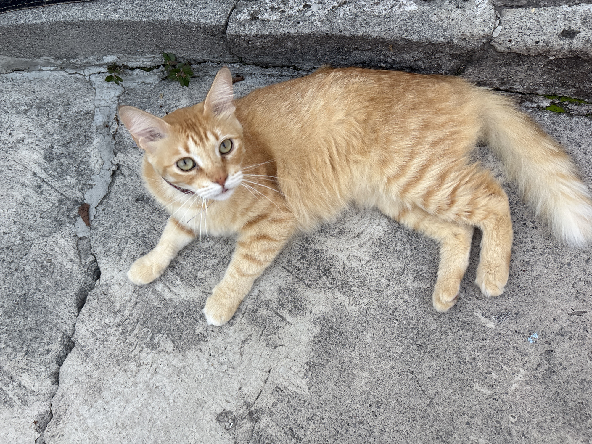 An orange tabby cat is lying on a cracked concrete surface, possibly a sidewalk or alleyway, in Tejalpa, Mexico. The cat is facing upwards, with its head tilted to the side, looking at the camera. Its fur is a light orange with darker stripes. The cat has green eyes and white whiskers. There are small green plants growing in a crack in the concrete near the cat's head. The background is the textured concrete surface, with a rougher, gray concrete border to the right. The lighting suggests it is daytime.