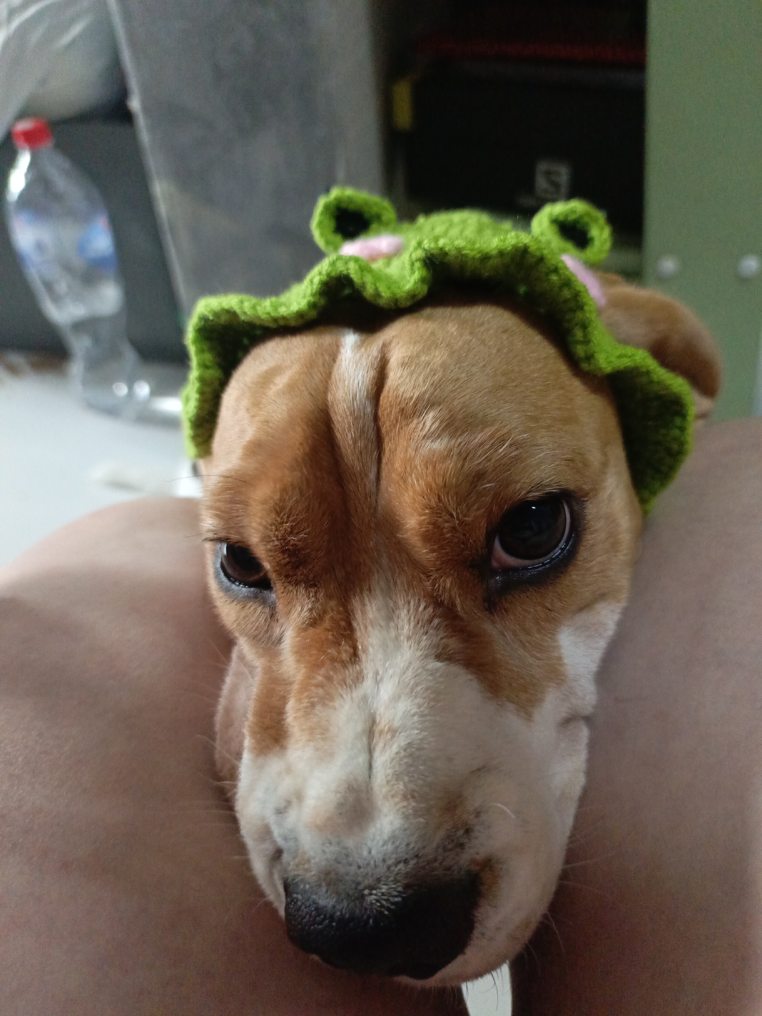 A close-up shot depicts a brown and white Beagle dog resting on what appears to be a person's leg. The dog is wearing a green crocheted hat with frog-like protuberances. In the background, a clear water bottle is visible. The setting seems to be indoors. The location of the scene is Unknown, Unknown.