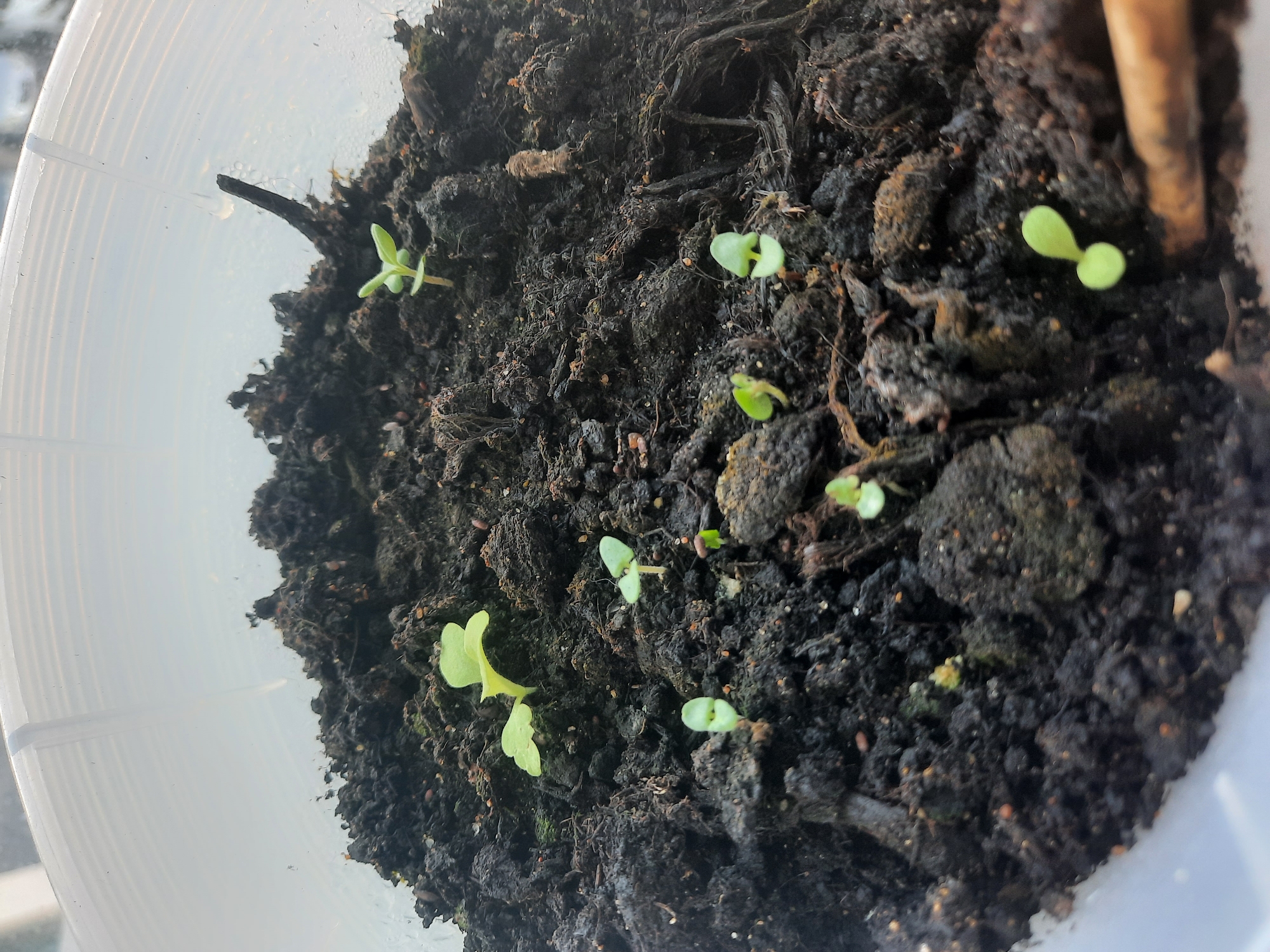 The image shows several small green seedlings emerging from dark soil within a white translucent container. The seedlings are in their cotyledon stage, with two small leaves each. Some seedlings are taller than others. The soil appears moist and somewhat clumpy, with visible organic matter. The container is round and open at the top, with a thin transparent band around the rim. The lighting suggests an indoor environment, possibly near a window, indicated by the bright highlights on the container. There are no people or specific landmarks visible that would indicate a location in Simferopol, Ukraine.