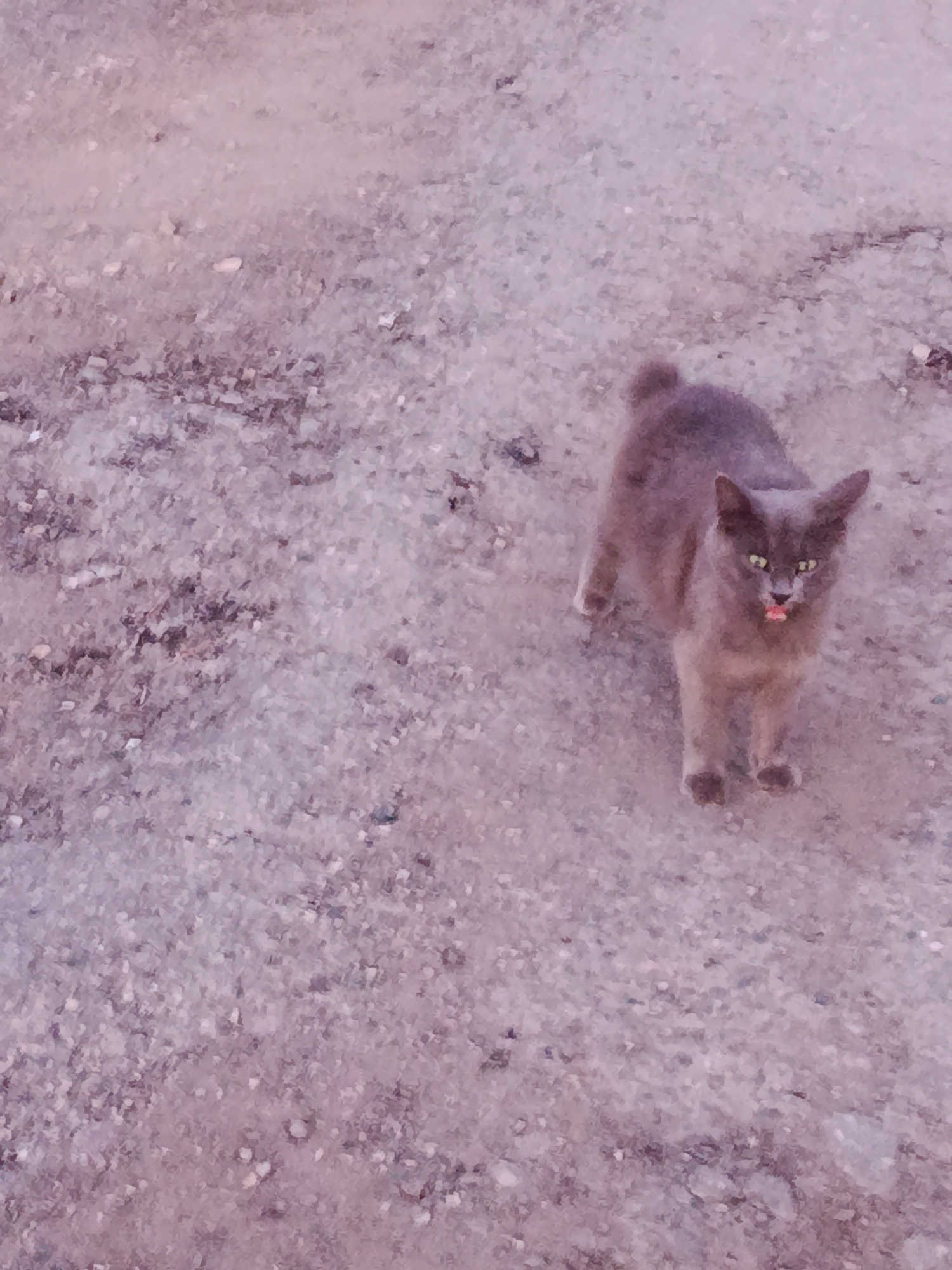A gray cat stands on a dirt and gravel surface. The cat is looking directly at the camera with its mouth slightly open and its pink tongue showing. Its eyes are a yellowish-green. The surface is composed of small pebbles and dirt, with some darker debris scattered throughout. The lighting suggests it is either early morning or late evening. No specific location in Saratov, Russia, can be identified from the image.