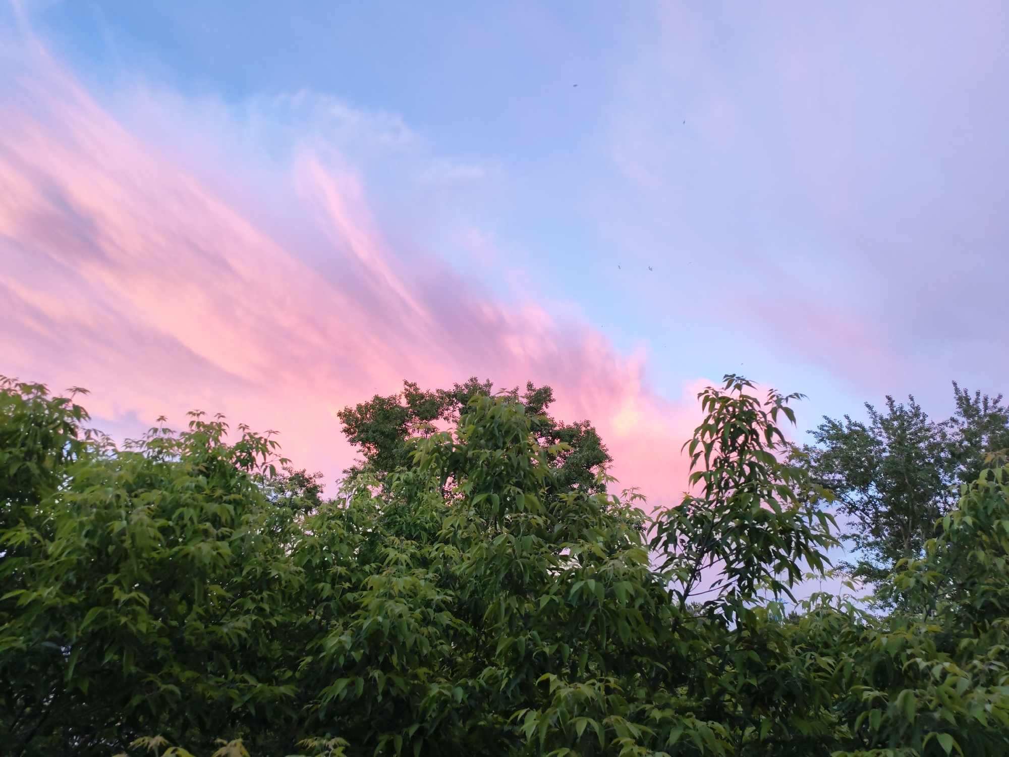 The image shows a view of trees against a pink and blue sky. The trees are primarily green, with varying shades suggesting different species or levels of sunlight. The sky is a blend of pink and blue hues, indicating either sunrise or sunset. Some small dark shapes are seen in the sky, possibly birds. The location within Izhevsk, Russia, is not evident from the image.