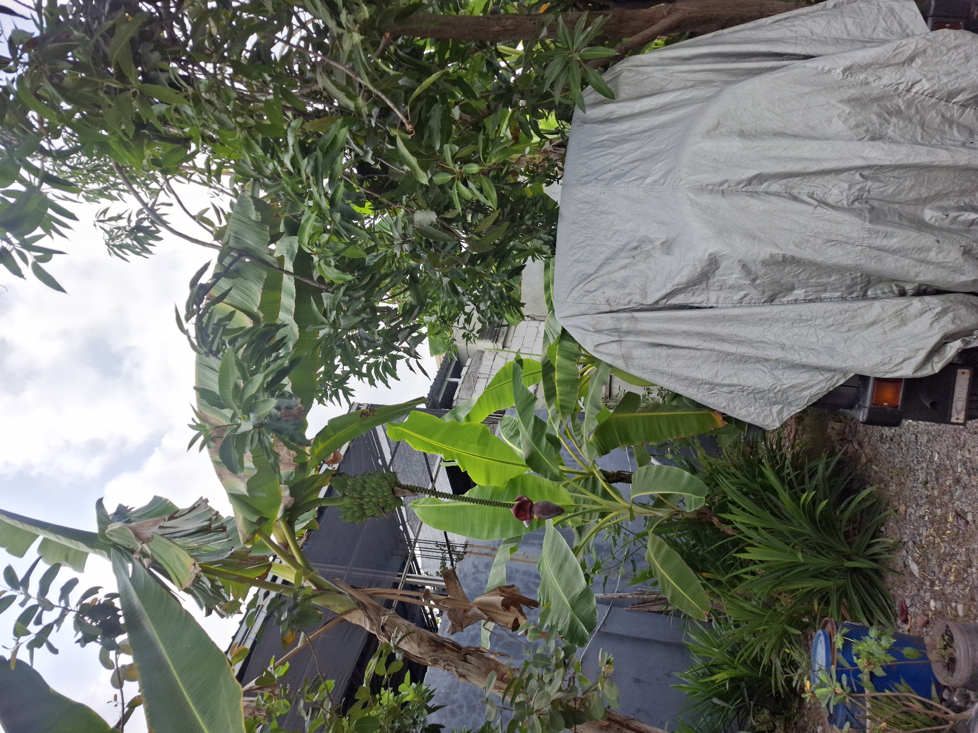 A mid-shot of an outdoor scene in Lamongan, Indonesia, features lush green vegetation. In the foreground, a large object is covered with a silver tarp, obscuring its form. To the left of the tarped object, a banana plant is visible with a stalk of green bananas and a banana blossom hanging down. Behind the banana plant, there is a grey wall and a structure with a black mesh roof. Further to the right, a dense canopy of green leaves from what appears to be a mango tree dominates the upper portion of the image, with its trunk visible on the far right. The ground is covered in gravel and small stones. The sky is overcast with white clouds.