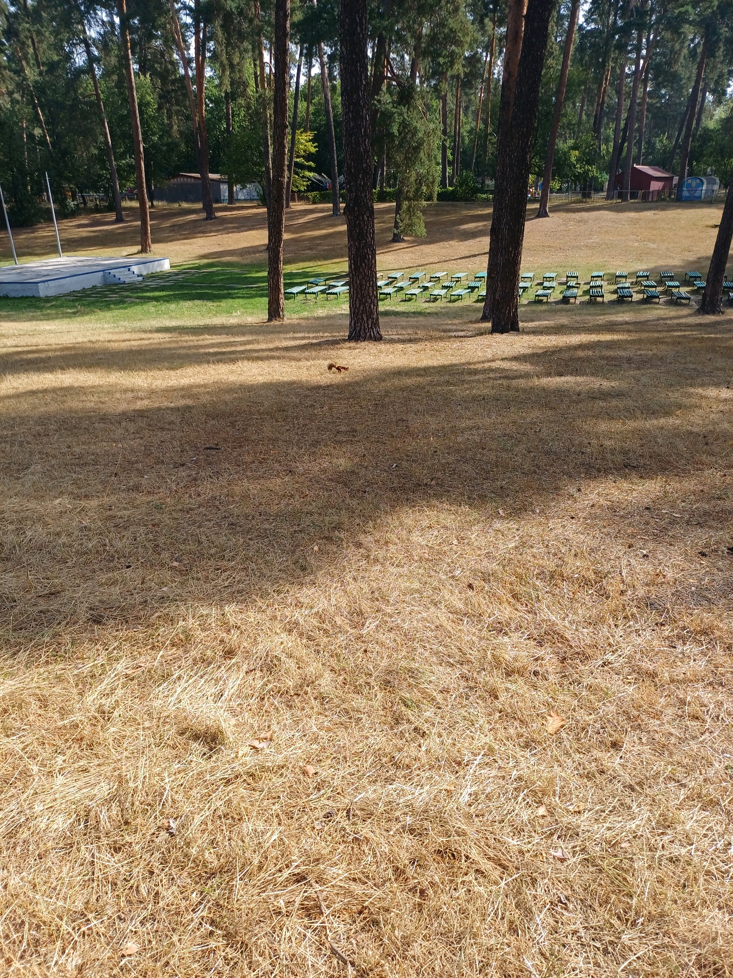 The image depicts an outdoor amphitheater area with a stage and seating. In the foreground, dry, yellowed grass covers the ground, with some fallen pine needles and pinecones scattered about. The shadows of trees are cast across the grass. In the middle ground, a low, rectangular stage with steps leading up to it is visible on the left, surrounded by green grass. Rows of empty green benches are arranged in front of the stage, suggesting a seating area for performances or events. Beyond the seating area, a wooded area with tall pine trees dominates the background. A small red building and a blue and white structure are visible in the distance within the trees. Two squirrels are present on the dry grass in the middle of the image. The scene appears to be a park or recreational area within a city. The dry grass indicates a possible dry season or period of drought. This location is within the city of Kyiv, Ukraine.