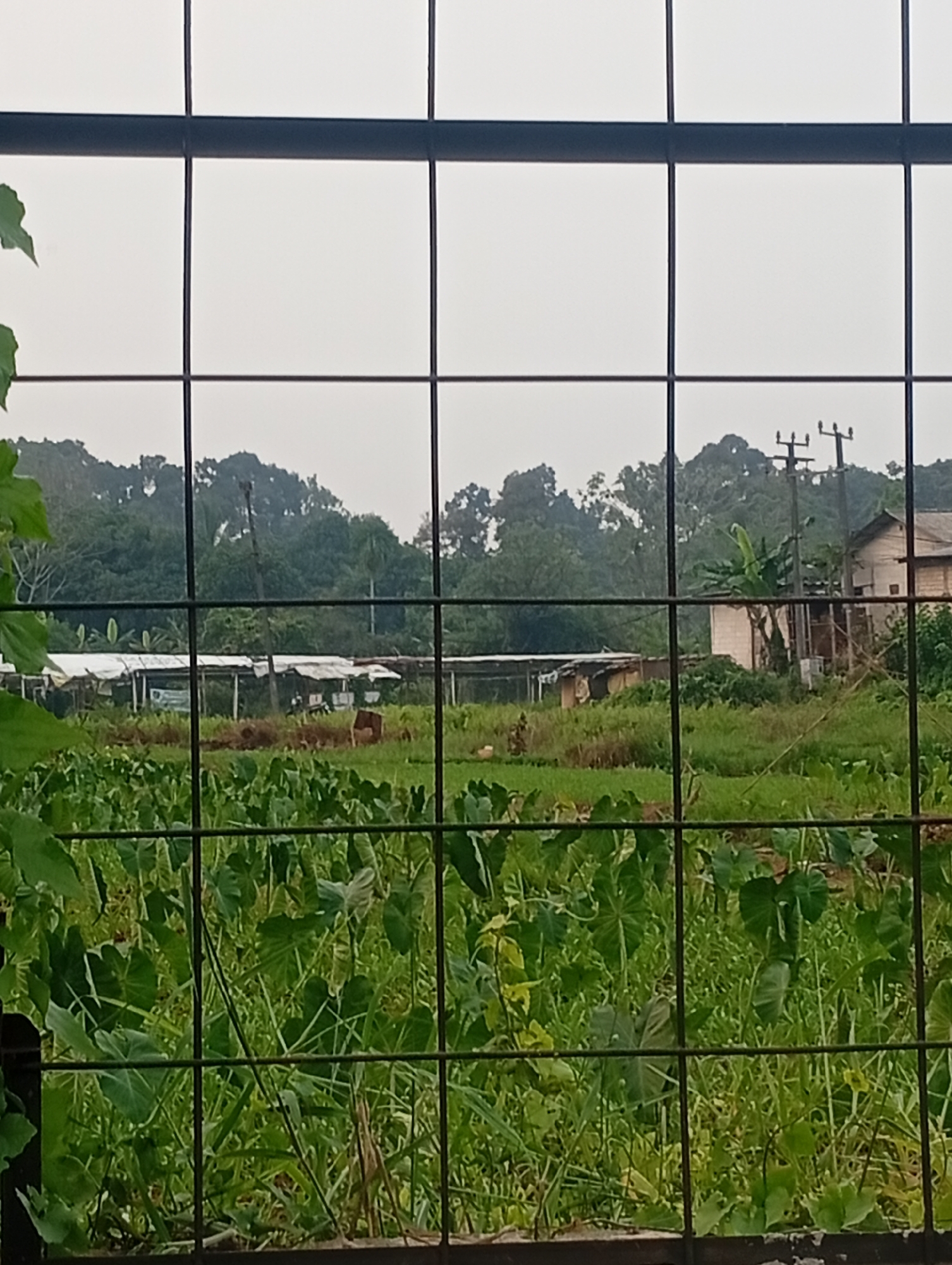 An outdoor scene in Kemang, Indonesia, depicts a lush, green agricultural landscape viewed through a metal grid. In the foreground, large, broad leaves of taro plants dominate the frame, creating a dense ground cover. Beyond this, a field of shorter, vibrant green grass stretches into the middle ground, interspersed with the darker green of the taro plants. In the distance, several structures are visible. A series of open-sided shelters with white roofs are lined up, possibly for livestock or storage. A few figures are faintly discernible in this area, suggesting human presence and activity. Further back, a two-story building with a light-colored facade stands, adjacent to another simpler structure. Utility poles with electrical wires crisscross the sky in the middle distance. The background is characterized by a dense, verdant hillside covered in trees and foliage, suggesting a tropical environment. The sky is overcast, contributing to a soft, diffused light.